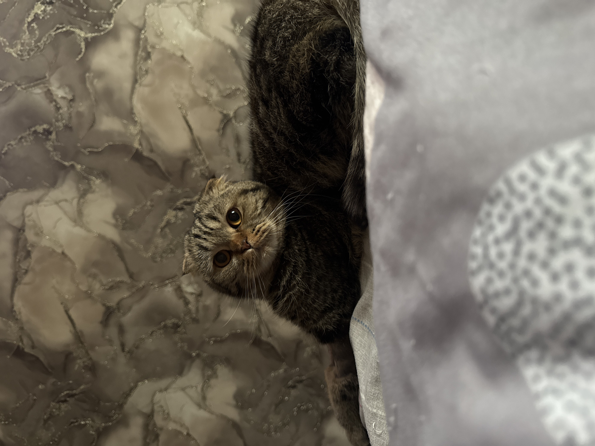 A Scottish Fold cat with tabby markings is lying on a bed. The cat is dark brown and black with lighter brown stripes and amber eyes. Its ears are folded forward. The cat is positioned on a grey textured blanket, with a blurred patterned blanket in the foreground. The background is a wall with a marbled pattern in shades of grey and white. There are no people present in the image. The scene is indoors, in what appears to be a residential setting. There is no information within the image to suggest a location in Chaikovsky, Russia.