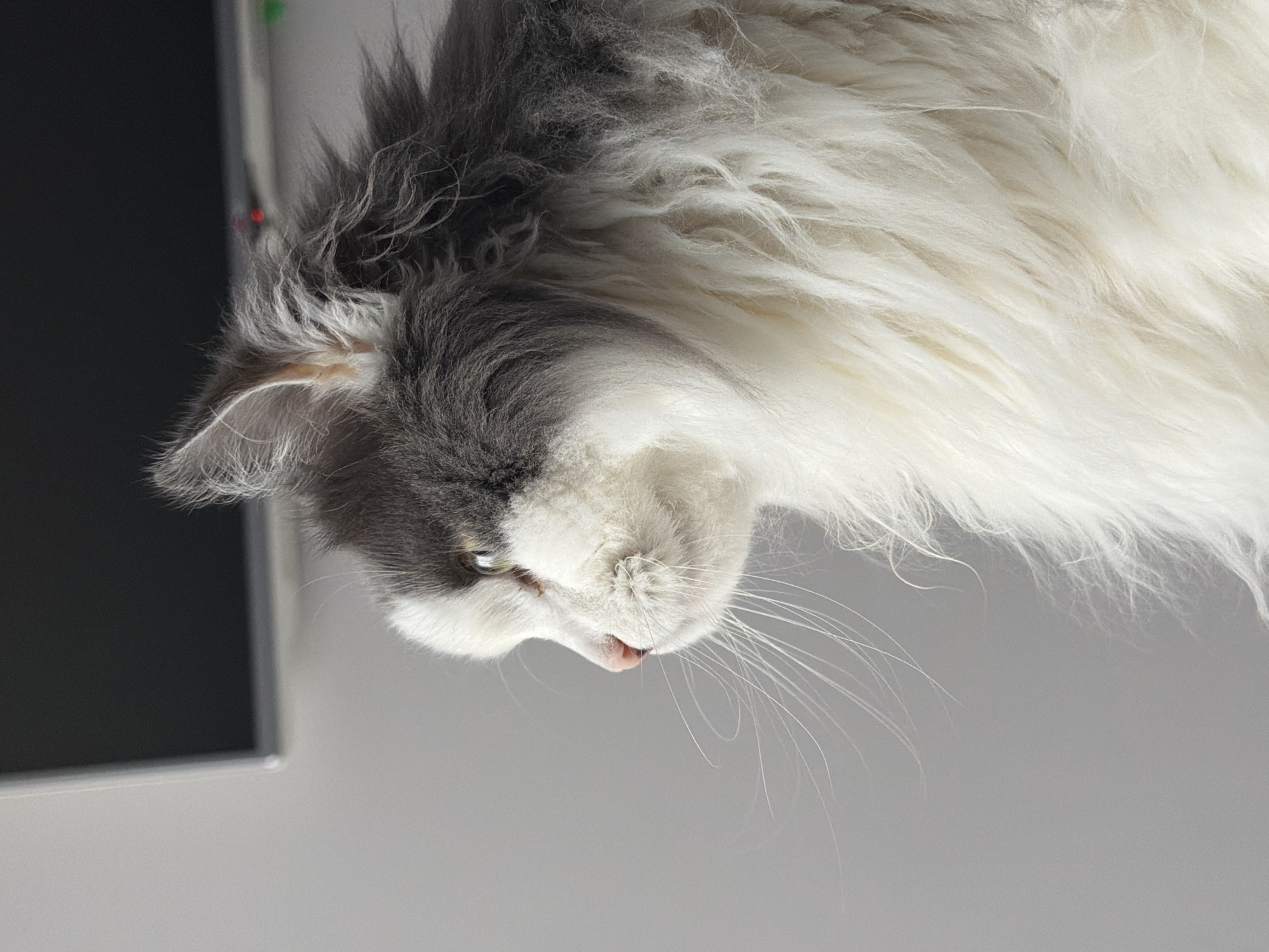 The image features a close-up of a long-haired cat. The cat has a grey and white coat, with the grey fur primarily covering the top of its head and around its ear. The rest of its body is covered in white fur. The cat's head is tilted downwards, and its whiskers are visible. A dark grey object is visible in the background, possibly a monitor. The background is predominantly a light grey surface. There is no indication the photo was taken in the city of Chaikovsky, Russia.