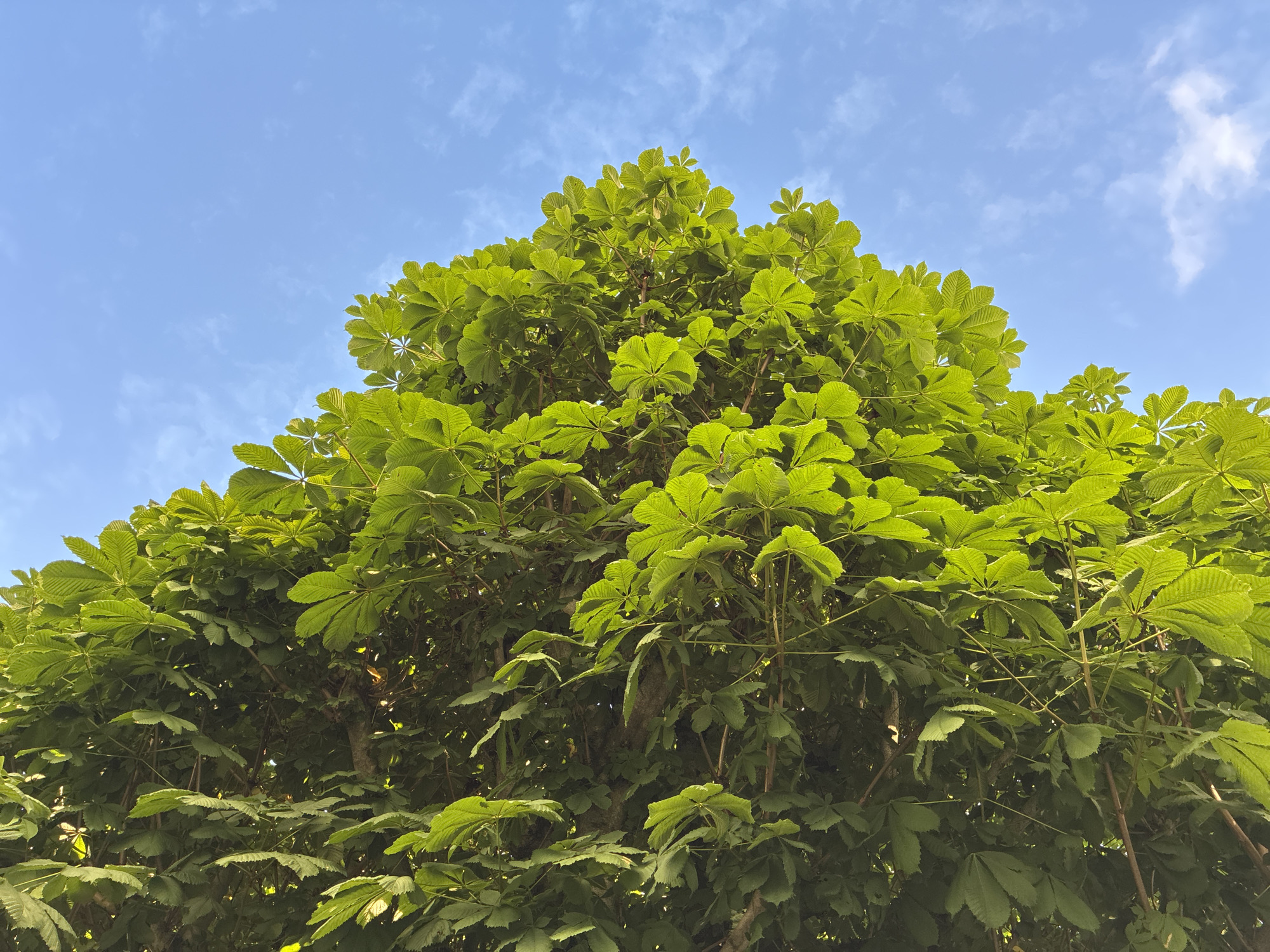 The photograph captures a low-angle view looking up into the canopy of a lush green tree, likely a horse chestnut given the palmate leaf structure. The leaves are a vibrant, healthy green, illuminated by sunlight that filters through them, creating a dappled effect. The branches of the tree are visible, crisscrossing and supporting the dense foliage.
To the right and upper portion of the image, a clear blue sky serves as a backdrop, with a few wispy white clouds scattered across it. The sky is bright, suggesting a sunny day.
The scene is devoid of any human presence, animals, or man-made objects, focusing solely on the natural elements of the tree and the sky.
The image does not contain any specific visual cues or landmarks that would definitively place it within Haapsalu, Estonia. The composition is generic and could represent a similar tree and sky in many locations.