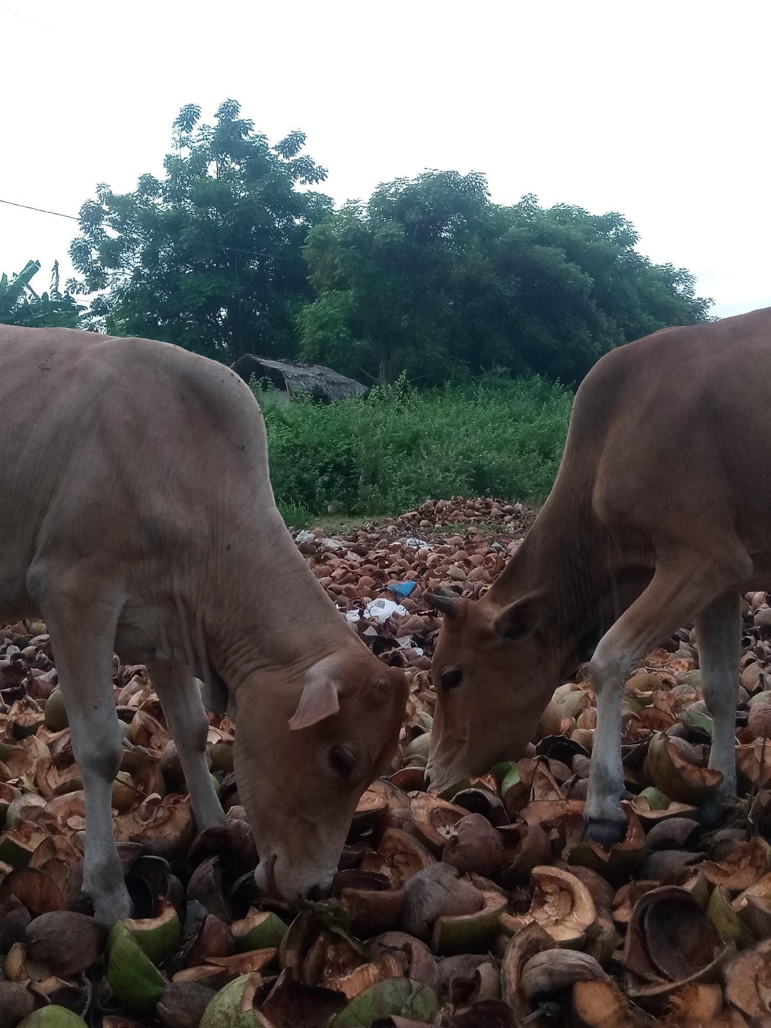 In Mesjid, Indonesia, two young cows are the focal point of the image. They are positioned in the foreground, amidst a vast expanse of dried coconut husks and shells that cover the ground. The cows are depicted from the chest down, with their heads bowed, appearing to be foraging or feeding on the husks.
The cow on the left is lighter in color, with a more visible, textured hide. Its head is lowered, and its muzzle is near the ground, suggesting interaction with the coconut debris. The cow on the right is a darker brown and is positioned slightly behind and to the right of the first cow. Its head is also down, and its muzzle is close to the ground.
The environment surrounding the cows is rural and appears to be outdoors. In the background, there is lush green vegetation, including trees and bushes, creating a natural setting. A simple, rustic structure with a thatched roof is visible in the middle ground, nestled amongst the greenery, suggesting a rural dwelling or storage area. The sky above is overcast, indicating a cloudy or possibly rainy day. The overall scene depicts a natural, rural environment with the cows engaged in activity within their surroundings.