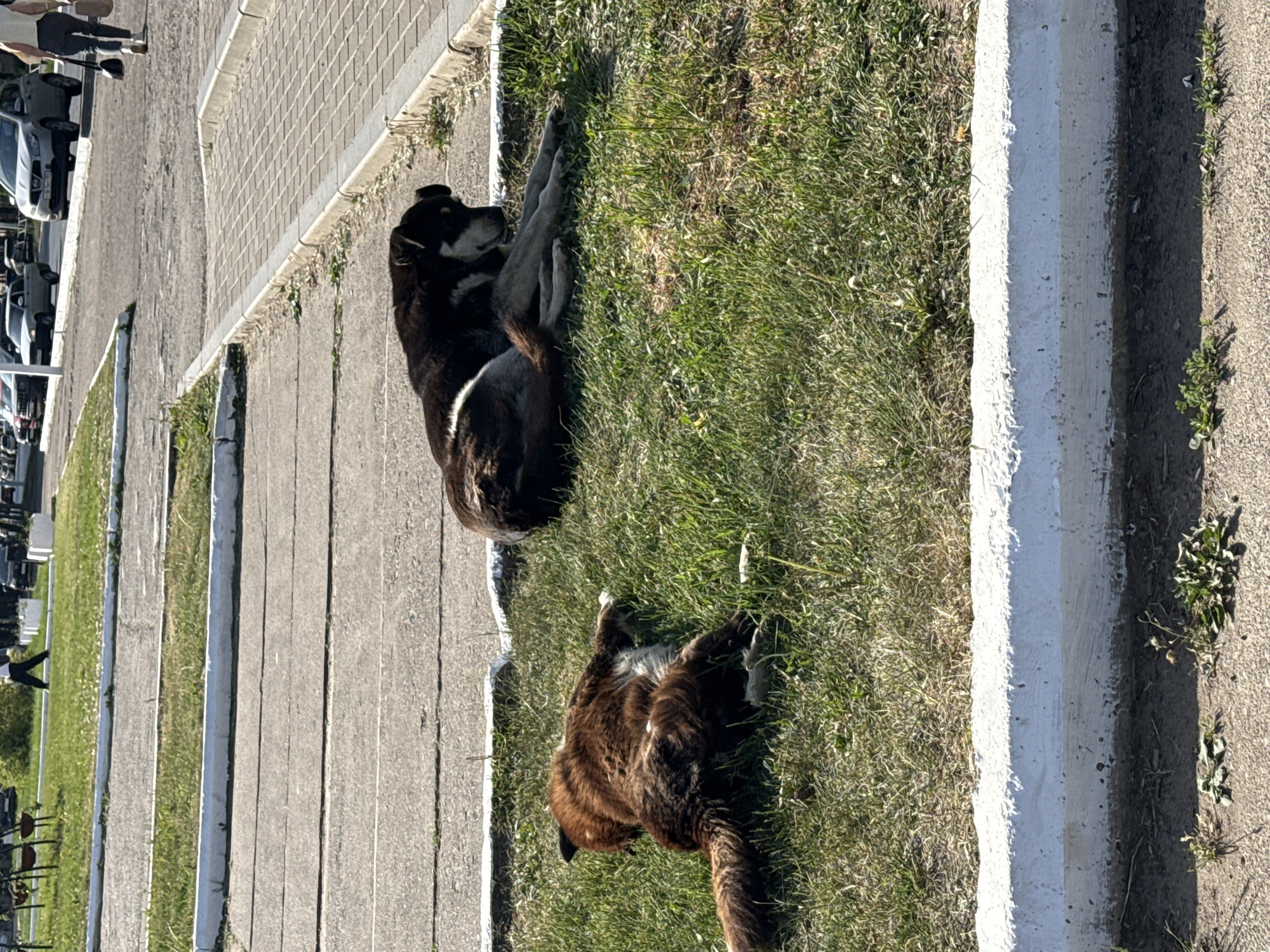 The image shows two dogs lying in the grass. One dog is black and tan, the other is brown. The dogs are near a sidewalk and a road. The location may be Chaikovsky, Russia, based on the instructions, but there is no specific evidence within the image to confirm the location. There are also parked cars in the background.