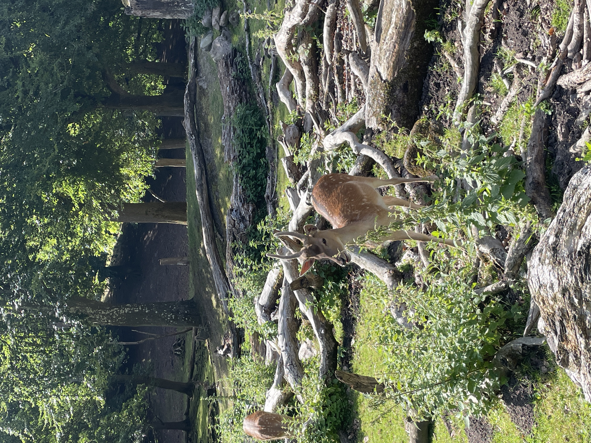 The image depicts a naturalistic enclosure within a zoo or wildlife park, likely in or near Aarhus, Denmark, given the presence of fallow deer. In the foreground, a young fallow deer with antlers stands alert, facing right and slightly downwards, with its tongue visible. Its coat is brown with white spots. To the left and slightly further back, another fallow deer, also spotted, is seen from the rear, facing away from the camera and towards the left. The ground is covered in green grass and is cluttered with numerous fallen logs and branches of varying sizes, creating a naturalistic, somewhat rough terrain. Lush green foliage and bushes are interspersed among the logs and on the grassy areas. In the background, a dense forest with tall trees and dappled sunlight filtering through the canopy creates a shaded environment. The overall scene suggests an outdoor habitat designed to mimic the natural environment of these deer.