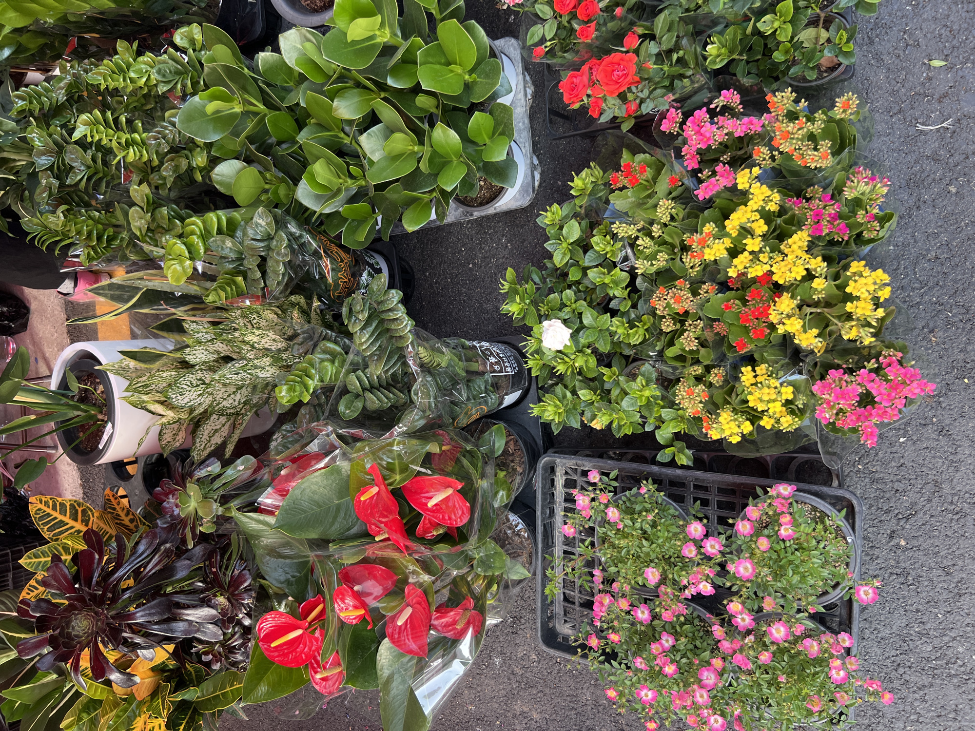 The image shows an assortment of potted plants arranged on a gray asphalt surface, likely for sale. The composition includes various types of plants, such as succulents, flowering plants with red, yellow, and pink blossoms, plants with large green leaves, red Anthuriums, and plants with variegated foliage. Some plants are wrapped in clear plastic. The arrangement appears to be on a city sidewalk or pavement.