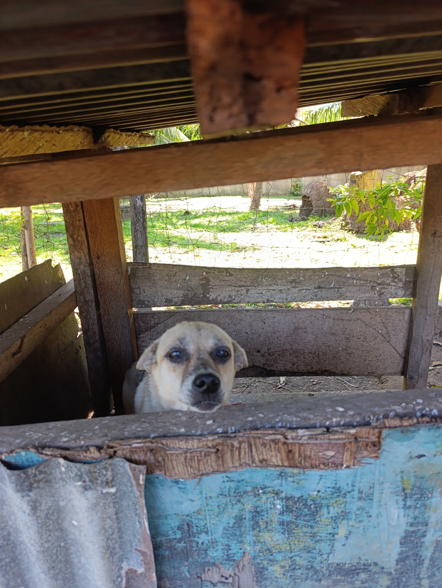 An outdoor scene in Unknown, Unknown, depicts a light-colored dog within a rustic wooden enclosure, viewed from a slightly elevated vantage point. The canine, with darker fur around its eyes and muzzle, occupies the mid-ground, its head raised and gaze directed forward. The immediate foreground consists of a dark, weathered horizontal wooden board, below which is a barrier composed of a grey corrugated metal sheet on the left and a heavily chipped, turquoise-painted wooden panel on the right, exposing fibrous wood material along its top edge. The enclosure behind this barrier, containing the dog, is constructed from unpainted, weathered wooden posts and planks, some displaying white residue, consistent with bird droppings. Beyond the enclosure, a wire mesh fence defines a grassy area with sparse green vegetation, including a small leafy plant and tree trunks. The ground inside the enclosure is earthen. Overhead, the underside of a corrugated metal roof, supported by wooden beams, is visible, with yellowish, textured material resembling insulation or deteriorated wood present. A blurred, reddish-brown wooden element protrudes into the upper right corner of the frame. The scene is illuminated by natural sunlight, creating varying degrees of light and shadow.