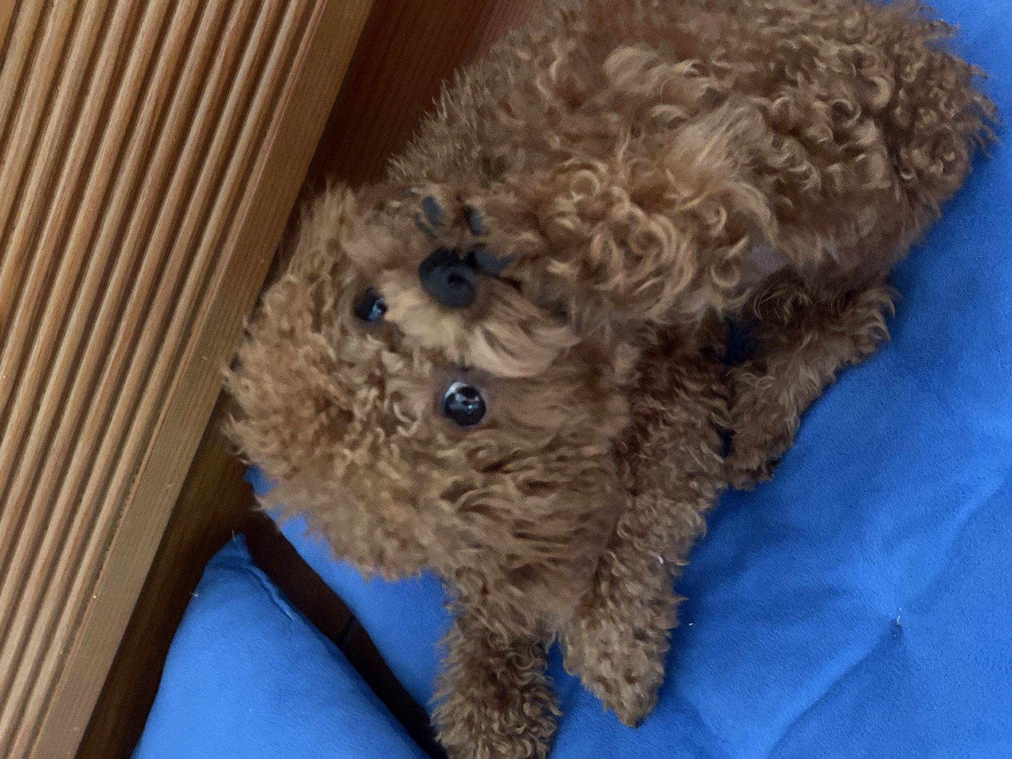 A brown poodle is lying on a blue blanket next to a wooden wall or piece of furniture. The dog is on its back with its paws in the air. The background is out of focus. There is no information to determine if this image was taken in Bac Nha Trang Ward, Vietnam.