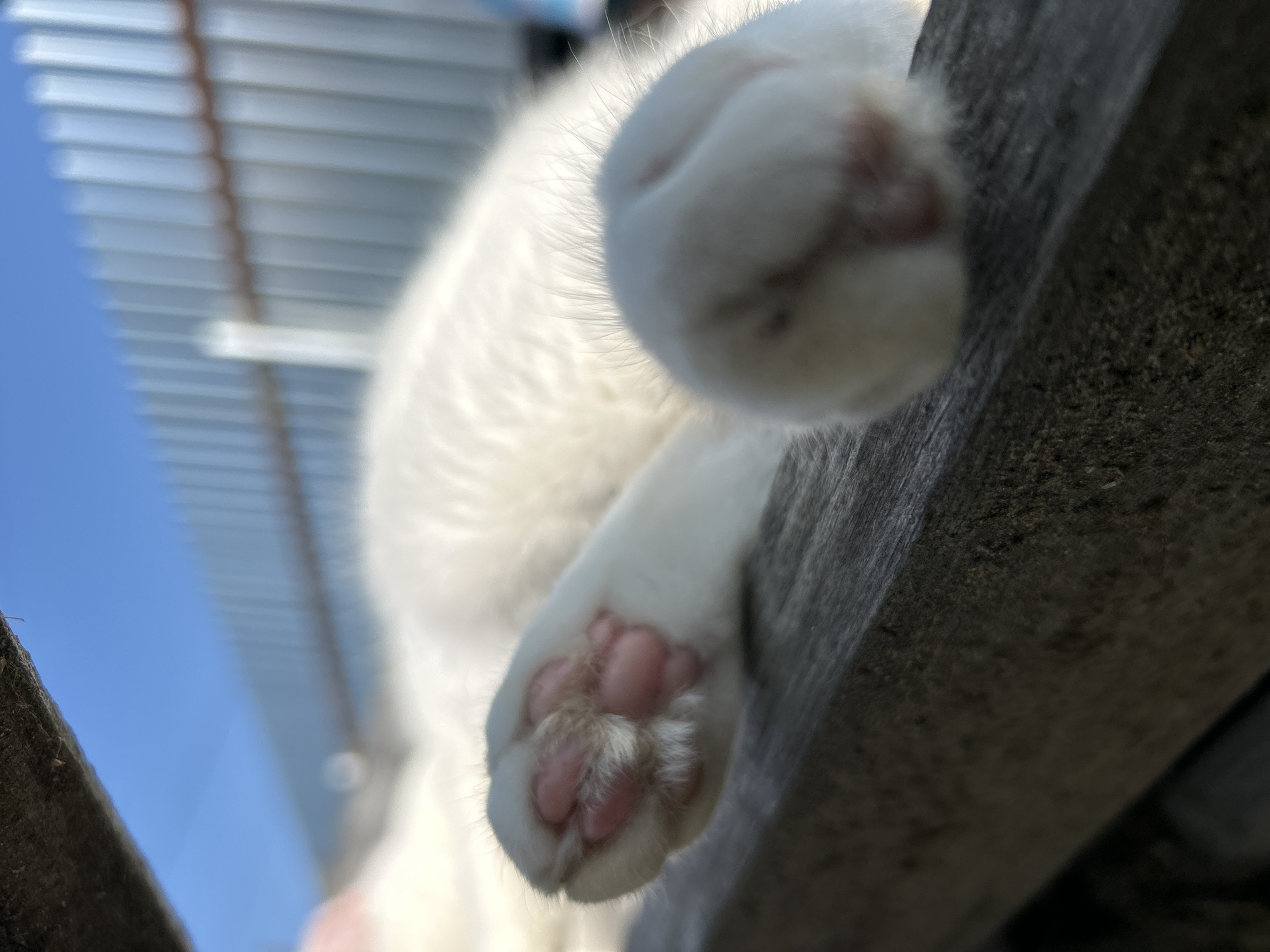 A close-up, slightly blurred, outdoor shot shows a white cat's paws resting on a wooden surface. The cat is mostly out of focus, but its soft white fur is visible. In the background, a light blue sky and a silver corrugated metal fence are visible. The scene is likely in Chaikovsky, Russia, given the presence of the distinct fence style often seen in Russian residential areas. The lighting suggests it is daytime, possibly late afternoon due to the warm tones.