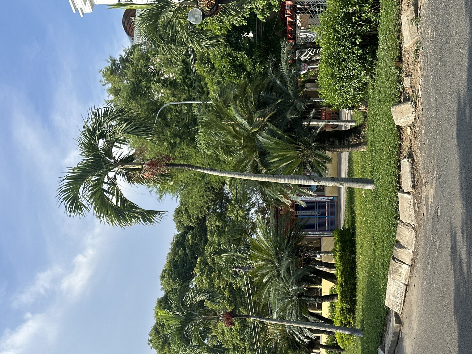This image depicts a street scene in Nha Trang, Vietnam. The foreground shows a paved road with a broken concrete curb and a strip of green grass with a few scattered yellow flowers. Behind the grass is a well-maintained hedge. In the mid-ground, several palm trees and cycads are visible, with one taller palm tree prominently featured. Beyond the foliage, a building with blue gates and yellow walls is partially visible, suggesting it could be a business or institutional establishment. The background is dominated by lush green trees and a building with a white facade and a covered balcony or roof. The sky is blue with a few wispy white clouds. The scene appears to be a sunny day. There are no people or vehicles actively visible in the frame.