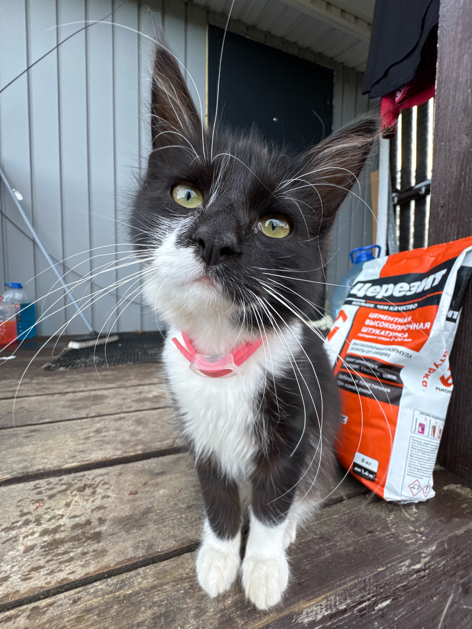 A black and white kitten with prominent white whiskers and a pink collar is the central subject of the image, positioned on a wooden surface. The kitten's eyes are a bright green, and its fur is fluffy. Behind the kitten, to the right, is a bag of construction material with Cyrillic lettering that reads "Черезит." Further in the background, a wooden building with vertical siding is visible, along with a black garment hanging on the right side of the frame. The lighting suggests an outdoor setting, possibly a porch or deck area. The wooden planks appear slightly damp, indicating recent weather conditions. The overall scene suggests a domestic or semi-outdoor environment. This scene is located in Kempelevo, Russia.