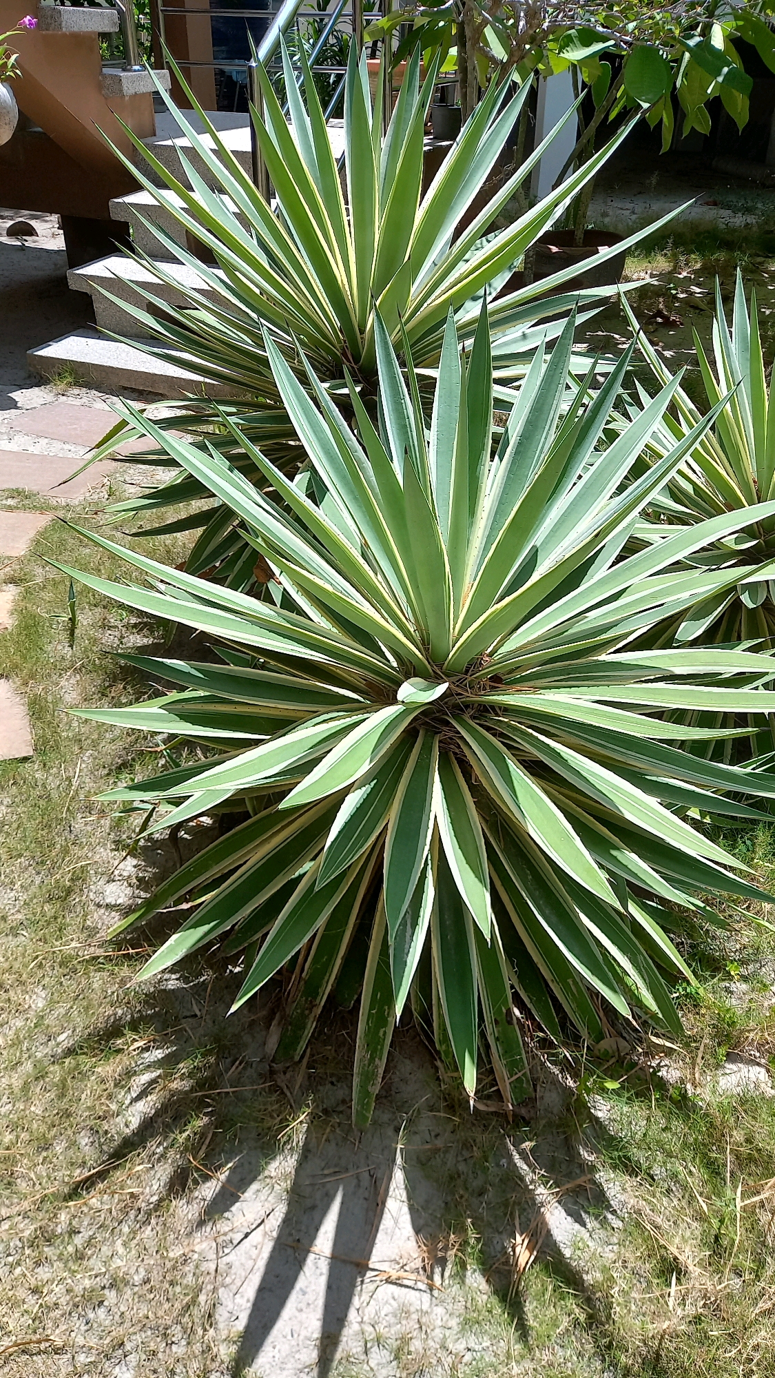 Two variegated agave plants are shown in the foreground, with their spiky leaves fanning out. Behind them, another agave plant is partially visible. The plants are set against a backdrop of dry grass, sand, and concrete. In the upper left of the image, a concrete staircase leads up to a railing and a building. The scene appears to be outdoors in a sunny environment, with shadows cast by the plants on the ground.
