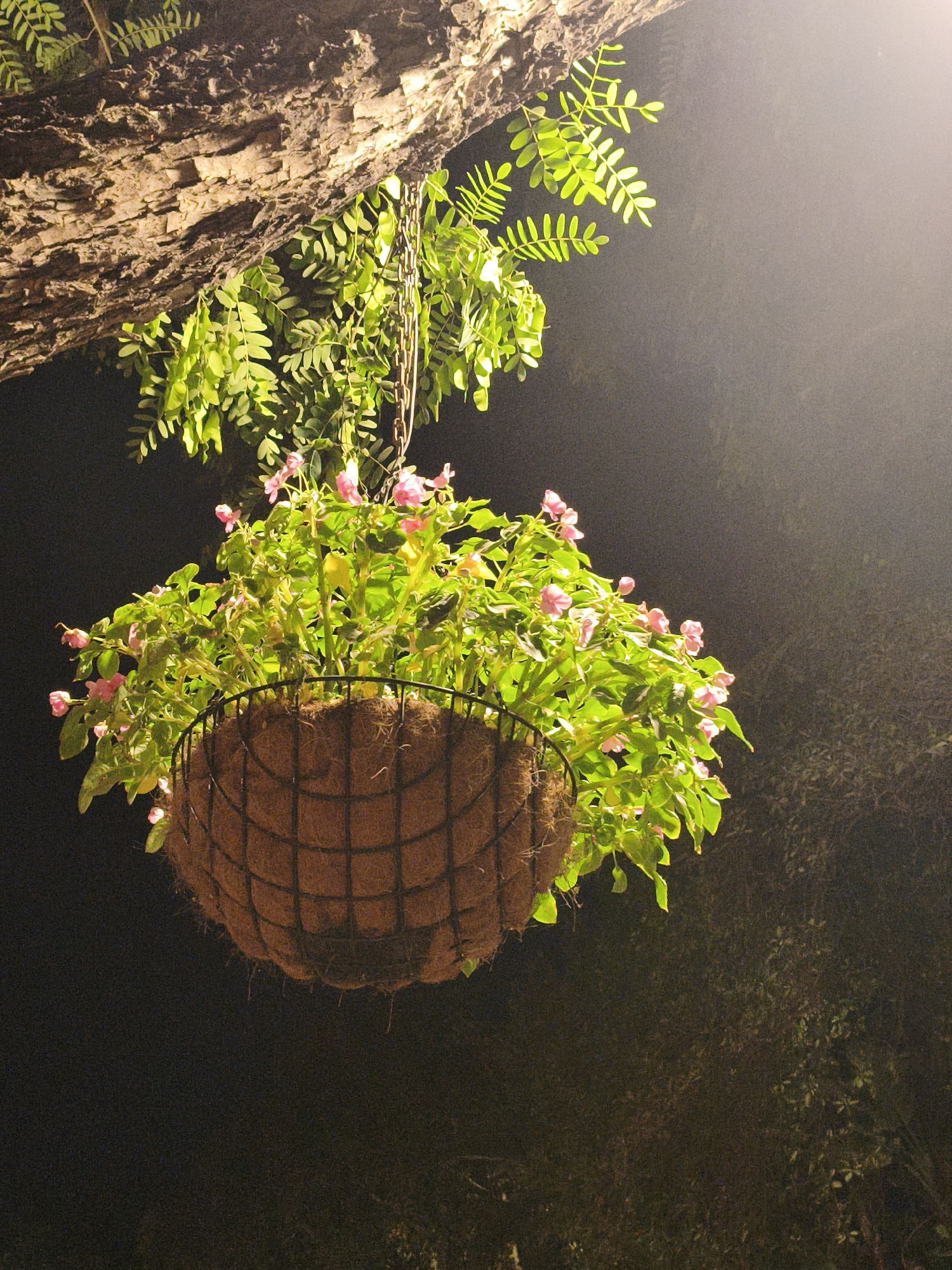 An outdoor hanging basket filled with green foliage and small pink flowers is suspended from a tree branch at night. The basket is made of a spherical coir liner contained within a black metal frame. The tree branch above is rough and textured, illuminated by an unseen light source that also casts a soft glow across the scene, creating a hazy effect in the background. The surrounding environment is dark, suggesting a nighttime setting. The image is taken at ground level, looking upwards towards the hanging basket and the tree. There are no people or animals visible in the image.