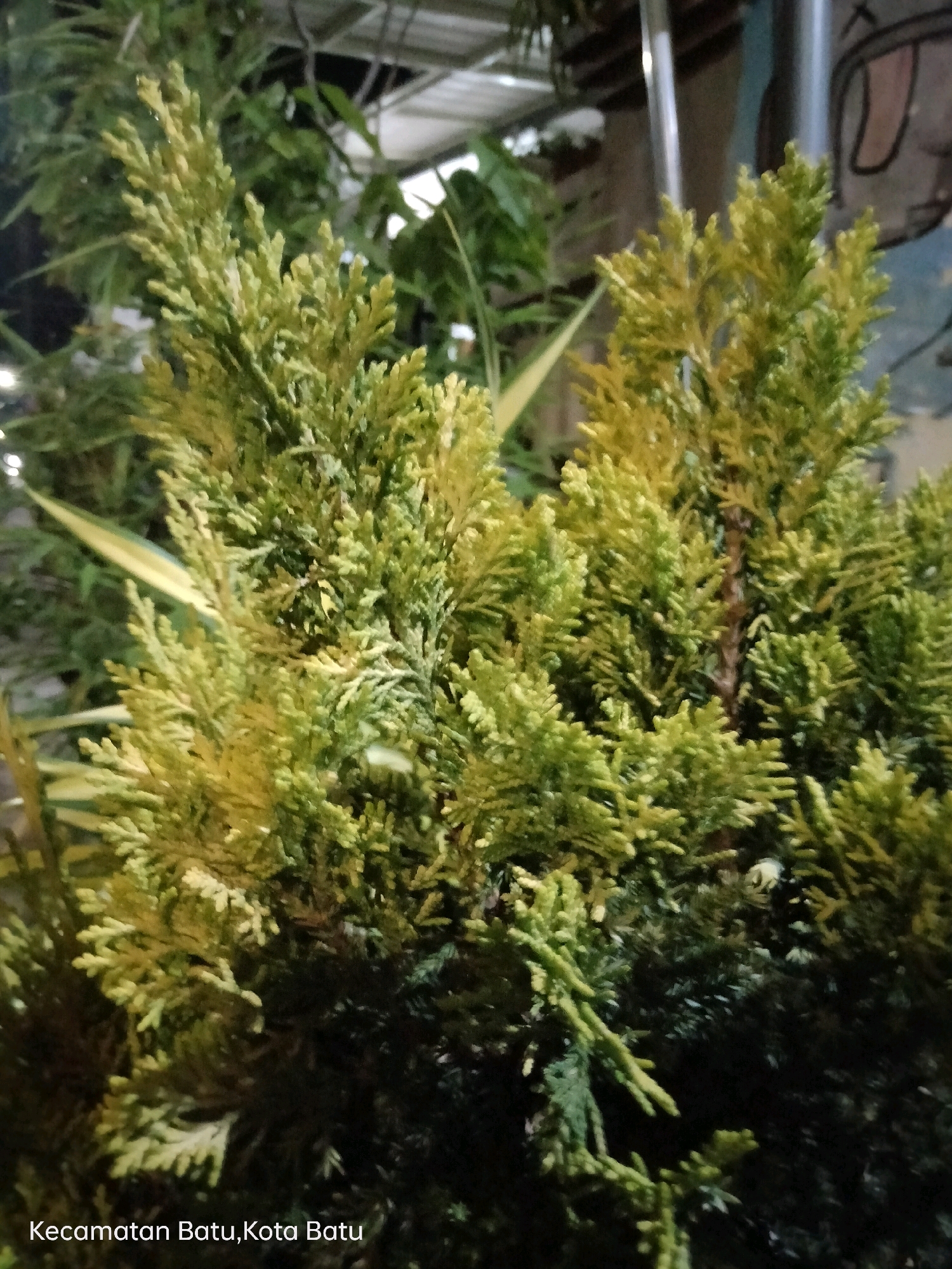 The image shows a close-up of a coniferous shrub with green and yellow foliage. The shrub is densely packed with needle-like leaves. In the background, out of focus, are other plants, a metal structure that appears to be part of a roof or awning, and a wall with a drawing of a face. At the bottom left of the image, text reads "Kecamatan Batu, Kota Batu," indicating the location as Batu District, Batu City. The lighting is dim, suggesting it might be evening or an indoor setting with artificial light.
