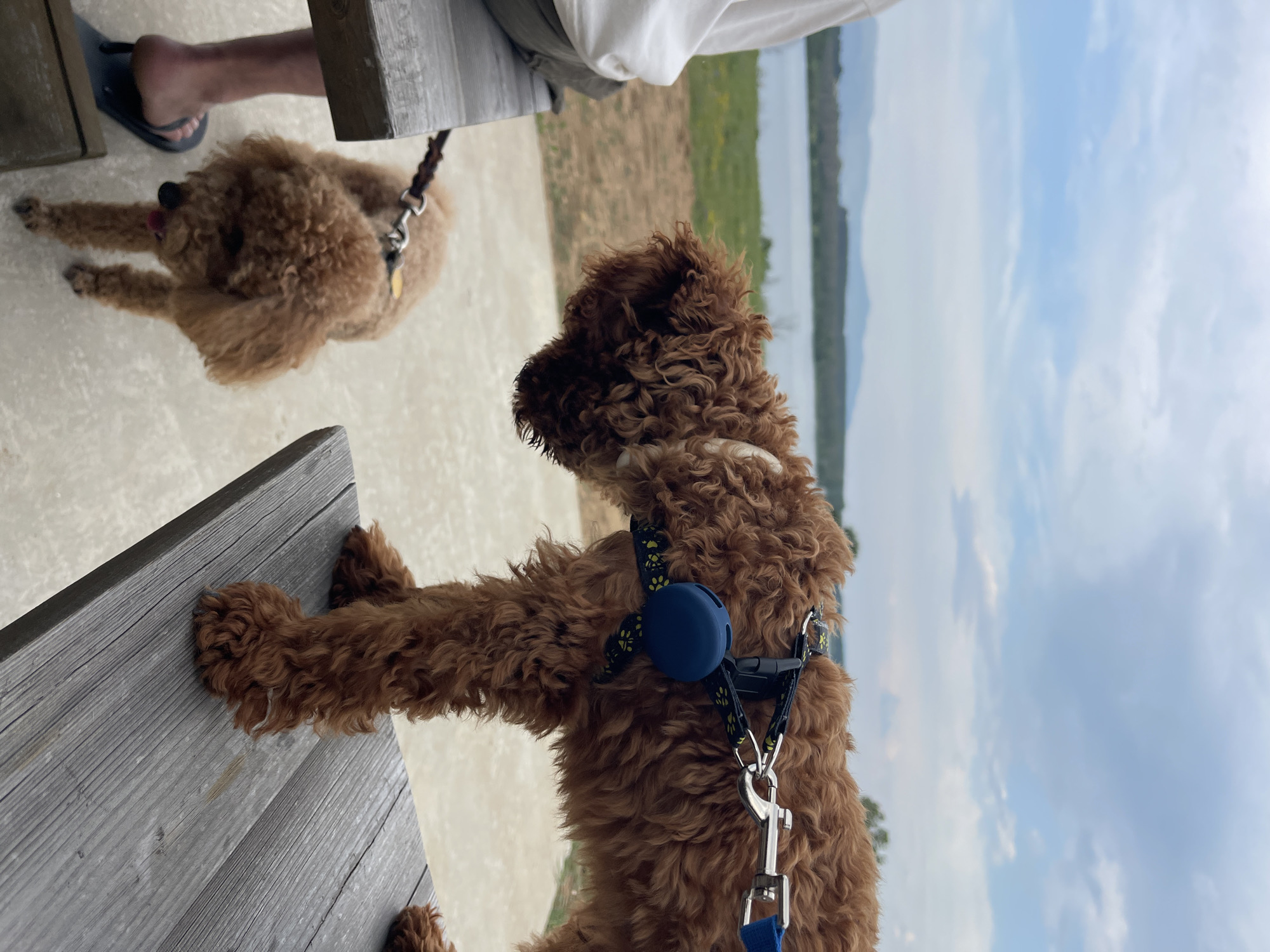 The image depicts an outdoor scene near a large body of water and mountains, located in Koprinka, Bulgaria. In the foreground and midground, two curly-haired dogs, both appearing to be brown poodles or poodle mixes, are present with a seated individual.
A larger, reddish-brown curly-haired dog stands on a weathered gray wooden table or bench in the right half of the frame. It wears a black harness adorned with yellow paw print patterns, to which a blue leash is clipped. A prominent blue circular device is attached to the harness on its side. The dog's head is lowered and tilted towards the left, indicating it is looking down.
To the left of the table, a smaller, lighter brown curly-haired dog stands on a light gray concrete or paved surface. It also wears a leash, which extends upwards out of view, presumably held by the seated person. This dog faces towards the larger dog on the table.
Partially visible on the far left, a person is seated on a matching weathered gray wooden bench. Their lower left leg, clad in a black flip-flop, is visible near the smaller dog. The person wears light-colored pants (khaki or gray) and a white long-sleeved shirt.
The background features a expansive body of water, likely a lake or reservoir, with a strip of green land on the far side. Beyond the water and land, a range of hazy, bluish-gray mountains or hills stretches across the horizon under a cloudy sky with patches of brighter blue. The ground in the midground, between the subjects and the water, is an open, grassy area.