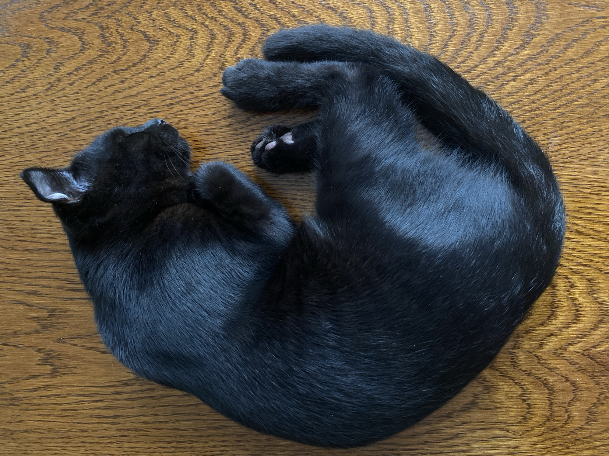 A black cat is curled up asleep on a wooden surface. The cat's body is in a crescent shape, with its tail wrapped around its body. Its paws are tucked underneath it, and its head is resting on its chest. The wooden surface has a visible grain pattern. The scene is captured from a top-down perspective.