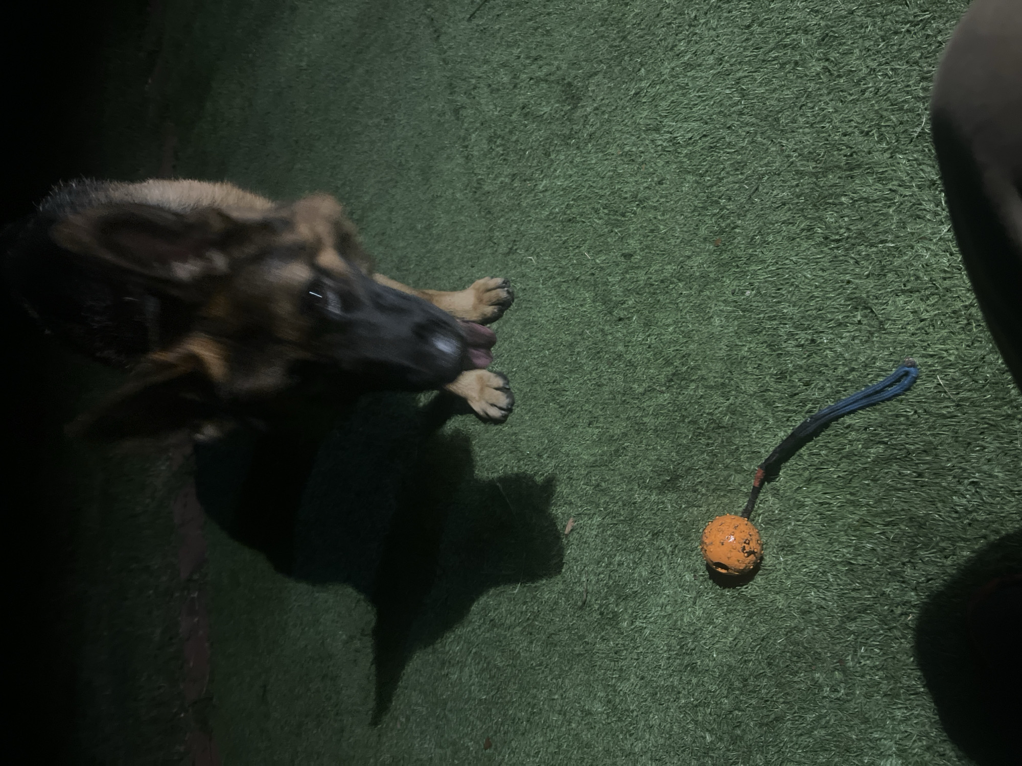 A German Shepherd is on artificial turf, possibly a backyard or park, in Jacksonville, United States of America, at night. The dog is facing downwards, with its tongue out, licking something. In front of the dog is a bright orange ball attached to a blue rope. The dog's shadow is cast to the left on the turf. The lighting suggests a dark environment, possibly illuminated by artificial light sources. The perspective is from a low angle, looking down at the dog and the toy.