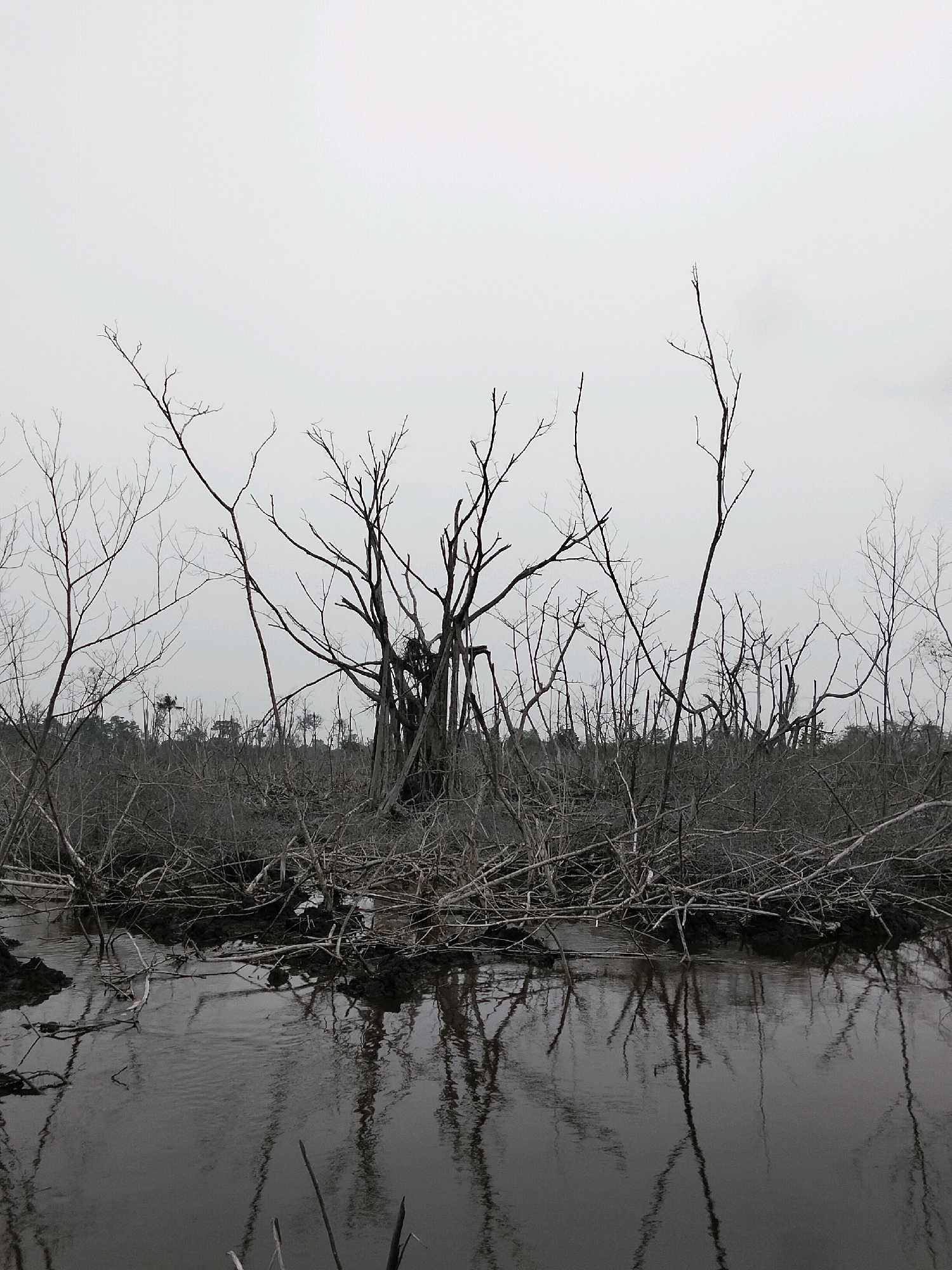 The image depicts a barren landscape with a body of dark, murky water in the foreground. The water reflects the skeletal forms of leafless trees that dominate the scene. These trees are a mix of standing, deadwood and tangled branches. The ground appears to be muddy and possibly submerged in parts. In the background, more trees and vegetation are visible, suggesting a wild or neglected natural area. The sky is overcast and a pale gray, contributing to the overall somber and desolate mood of the image. The location is identified as Teluk Pambang, Indonesia. There are no people or animals present in the image. The scene appears to be a natural environment that has been affected by drought, fire, or other environmental factors leading to the death of the vegetation.
