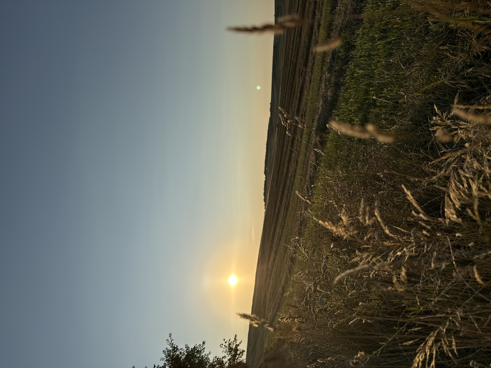 An outdoor, eye-level, vertical, wide shot captures a serene sunset over a harvested field. The sun, a bright orb, is positioned in the upper left quadrant of the image, casting a warm glow across the landscape. Tall, dry grasses in the foreground are illuminated by the sun, their delicate forms creating a natural frame for the scene. Beyond the grasses, the field slopes gently upwards, showing the distinctive patterns of cut crops. The sky transitions from a pale yellow near the horizon to a clear, soft blue as it ascends. A lone tree stands on the far left edge of the frame, its leaves partially obscuring the sun. The overall impression is one of peaceful solitude in a rural setting.
