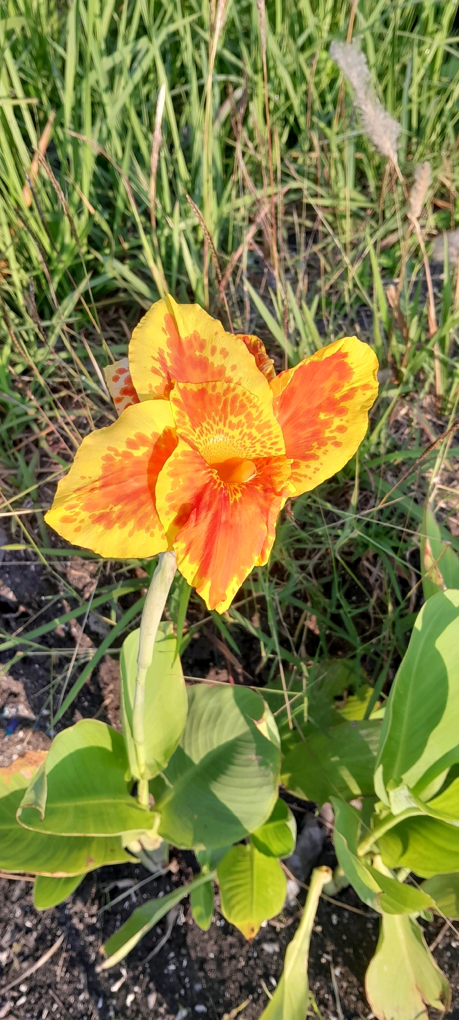 A close-up, vertical shot captures a vibrant Canna lily bloom in the city of Bendungan, Indonesia. The flower's petals are a striking blend of yellow and orange, with intricate reddish-orange spots and streaks that create a painterly effect. The flower is supported by a thick, pale green stem, and several large, broad green leaves are visible at the bottom of the frame. The background consists of lush green grass and dry stalks, suggesting an outdoor, natural setting. The lighting indicates it is daytime, likely morning or late afternoon, given the long shadows and the warm glow on the flower. The ground beneath the plant appears to be dark soil mixed with small stones and debris, typical of an unmanicured area or garden edge.