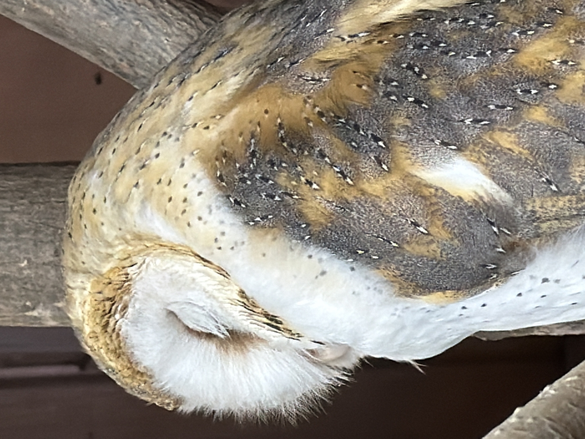 The image shows a close-up view of a barn owl resting on a tree branch. The owl's eyes are closed, and its head is tucked into its body. Its plumage is a mix of white, tan, and brown, with a distinctive heart-shaped facial disc. The background is a blurred image of a tree trunk and branches, with a dark reddish-brown area that could be part of an enclosure or natural habitat. There are no people or any indications of a specific location in Izhevsk, Russia.