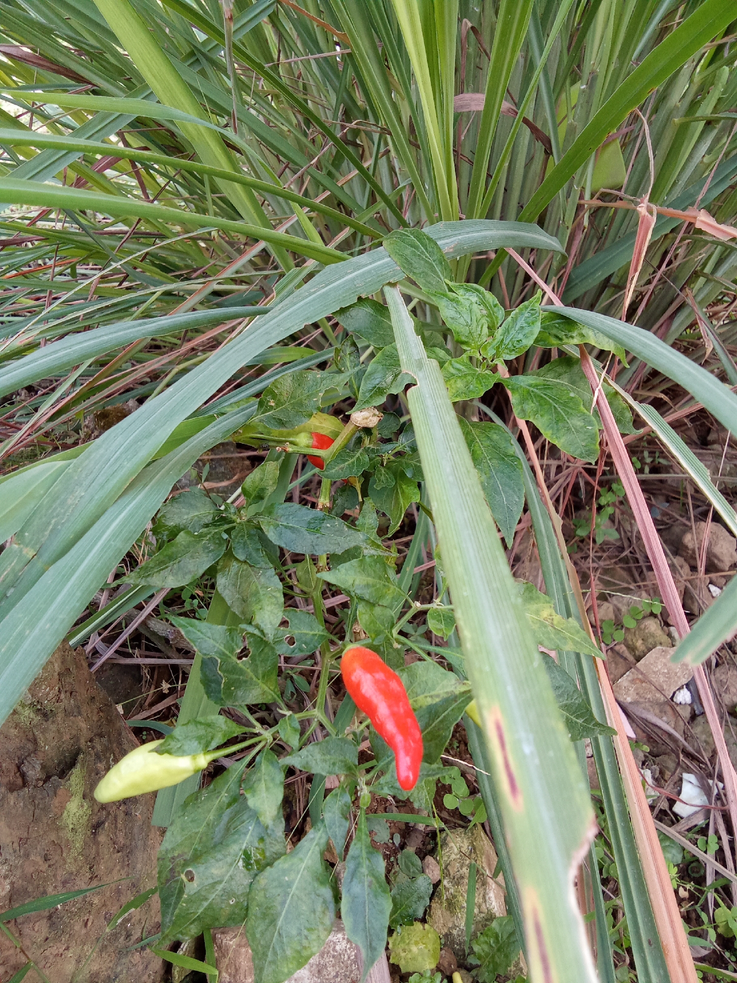 A close-up, eye-level outdoor photograph captures a chili plant with red and green peppers nestled amongst tall, green lemongrass stalks. The chili plant has vibrant green leaves, some of which show signs of damage. Two red chili peppers are visible, one hanging down and the other slightly above. A single green chili pepper is also present, pointing downwards. The background consists of dry soil, small stones, and dried plant matter. The lighting suggests it is daytime. The scene is located in a garden or natural setting, likely in the city of Subang, Indonesia, given the presence of common Indonesian flora.