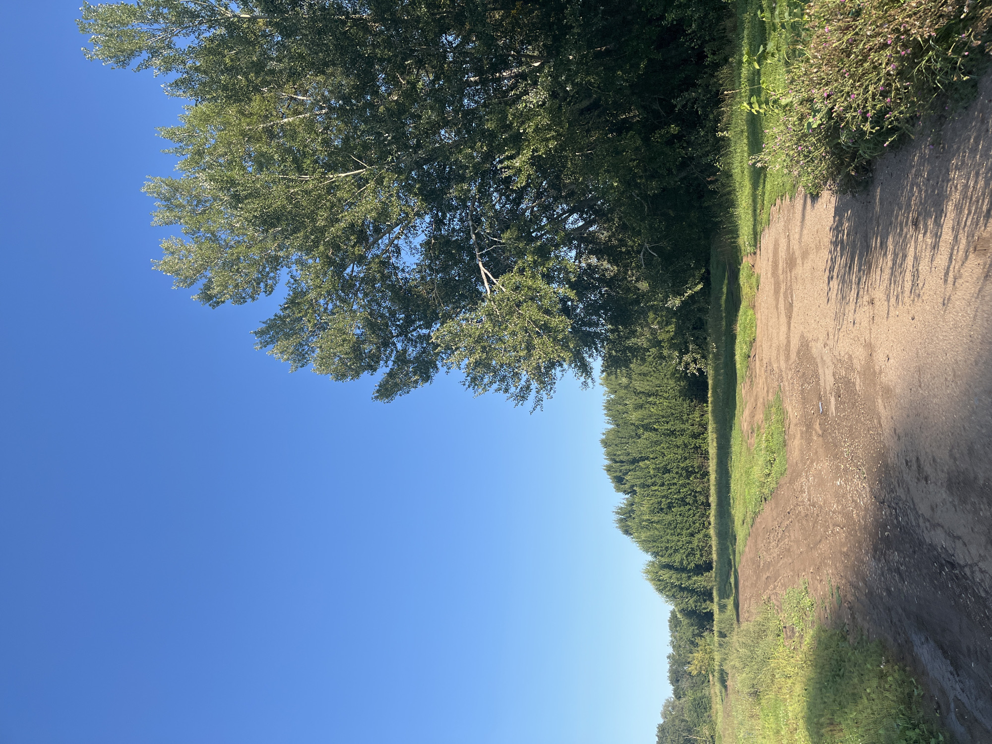 The image depicts a bright, sunny day with a clear blue sky dominating the upper portion of the frame. In the foreground, a dirt path splits into two diverging routes. The path is uneven and shows signs of wear, with patches of gravel and some darker, muddier areas suggesting recent moisture. To the left of the path, a grassy field extends outwards, dotted with weeds and wildflowers. To the right, a dense line of green trees forms a backdrop, with a particularly large, leafy tree prominently positioned in the mid-ground to the right of the frame. The vegetation appears lush and healthy, indicative of a summer or early autumn setting. The scene suggests a rural or semi-rural environment, possibly a park or a nature trail within or on the outskirts of Blagoveshchensk, Russia, given the mention of the city. No people or animals are visible in the image. The overall impression is one of a peaceful, natural landscape bathed in warm sunlight.
