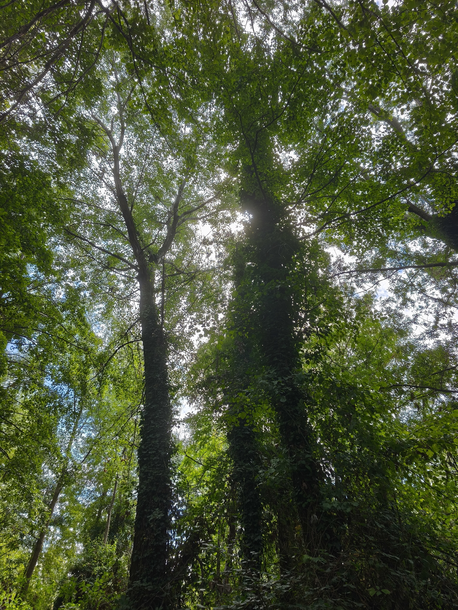 The image shows a dense forest canopy viewed from below, looking upwards towards the sky. Sunlight filters through the leaves, creating a dappled effect. Two large trees are prominently featured, their trunks covered in ivy. The trees are surrounded by other foliage, creating a feeling of enclosure. The sky is visible in patches through the leaves, with some clouds present. The environment is natural and overgrown. The location is not specified in the image itself, and therefore cannot be identified as Fontaine, France.