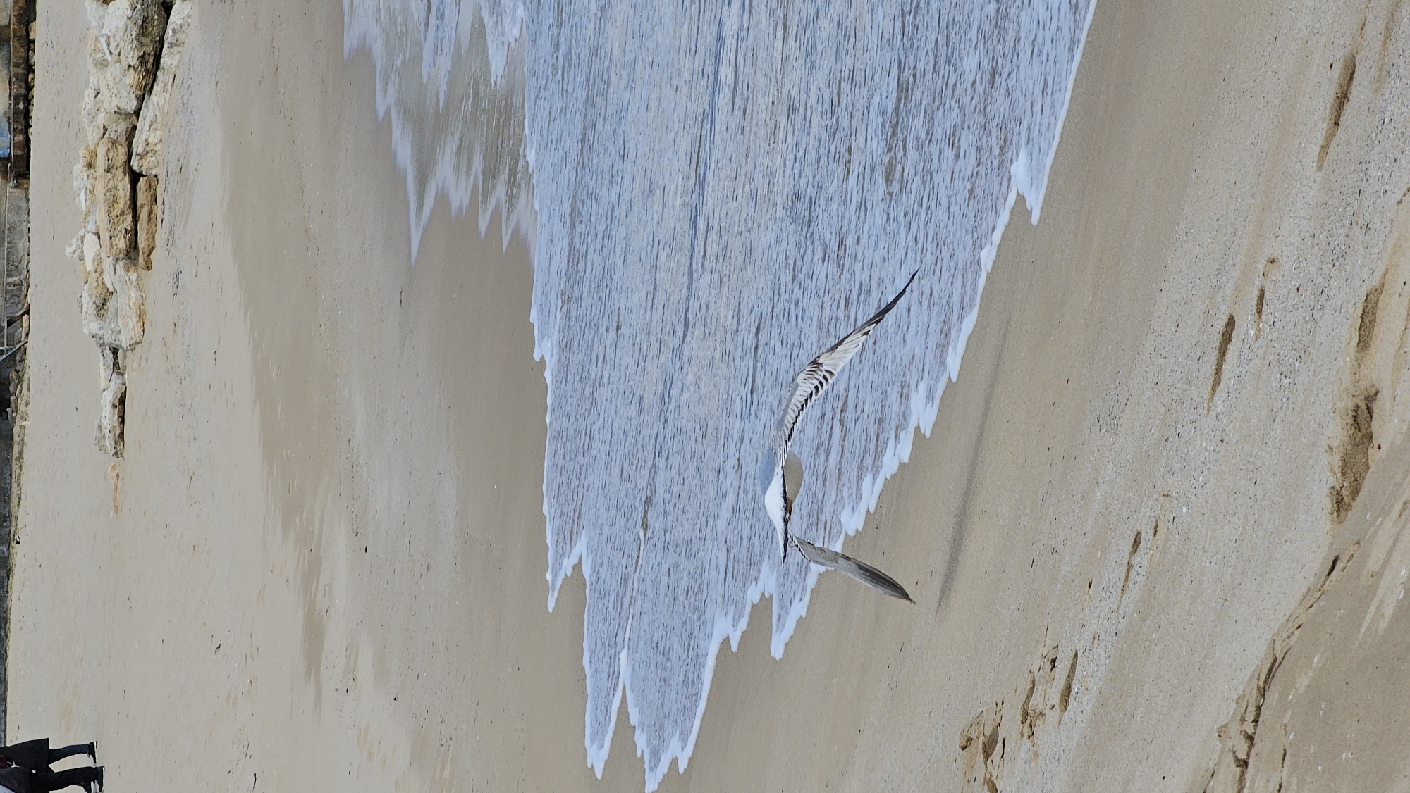 A rotated aerial shot of a beach in Varna, Bulgaria, showing wet sand being washed by the ocean, with a bird in flight. The sand is light beige with visible footprints. The ocean water is white and light blue as it washes towards the shore. A single seagull is in mid-flight, oriented vertically, with its wings spread. The sky is not visible. Rocky structures are on the left and right edges of the frame.
