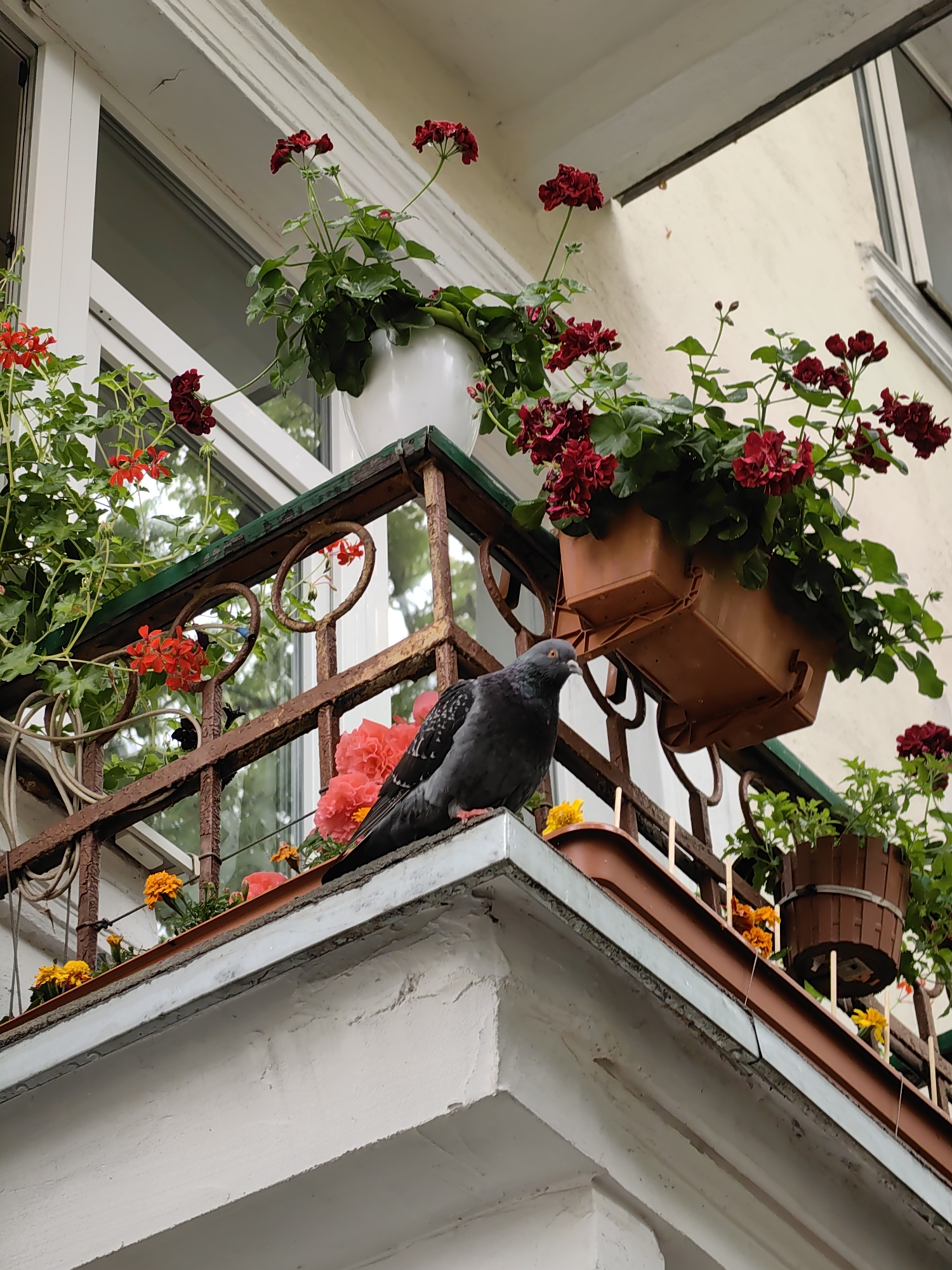 A pigeon is perched on the edge of a balcony in Minsk, Belarus, which is adorned with an assortment of potted flowers. The balcony railing, made of rusted metal, is decorated with ornate circular designs. The flowers are a vibrant mix of red, orange, and pink, with lush green foliage. In the background, a window with white trim and a cream-colored building facade are visible. The overall scene suggests a residential urban setting, likely an apartment building, with attempts to bring nature to an otherwise built environment.