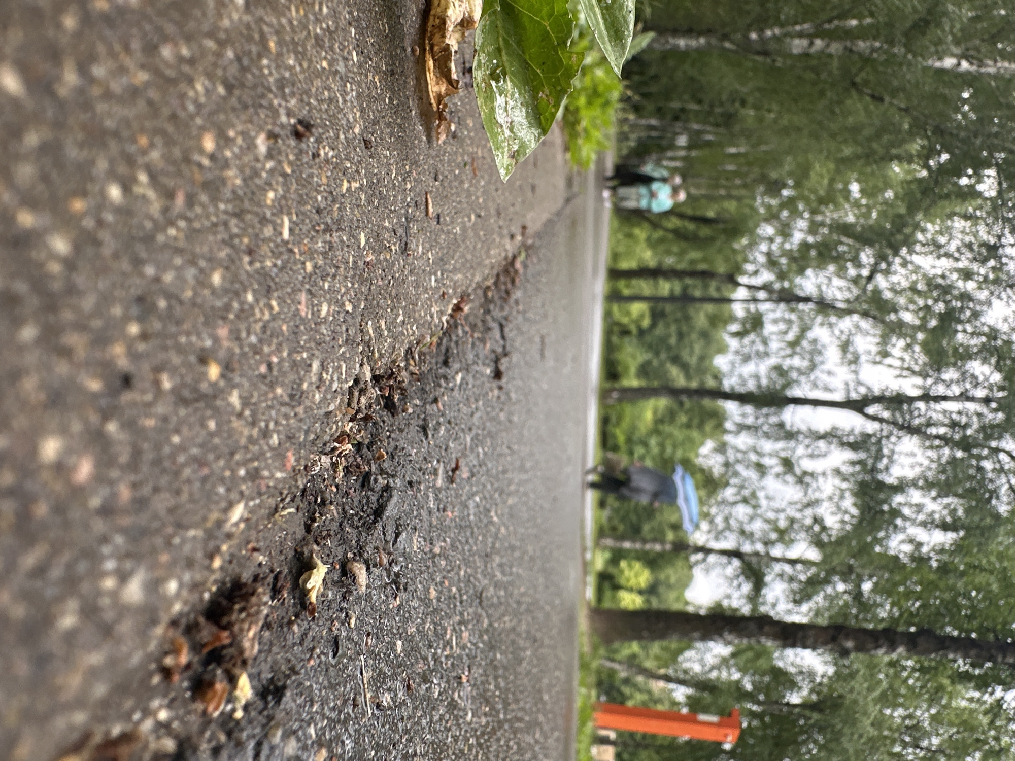 This is a low-angle, close-up shot of a wet asphalt path or road. The path is textured with small pebbles and there are small bits of debris, possibly leaves and dirt, along the edge. In the background, out of focus, there are trees with green foliage, suggesting an outdoor setting like a park or a tree-lined street. The overall lighting is diffused, and the wet appearance of the path indicates it may have recently rained or is still raining.
Further down the path, two figures are visible, also out of focus. One appears to be wearing a light blue top, and the other is wearing darker clothing. One of the figures is carrying a blue object, possibly an umbrella or a bag. There is also an orange structure visible in the lower right corner, which could be a bench or part of a playground. The scene suggests a quiet, possibly overcast day. No text is visible in the image.