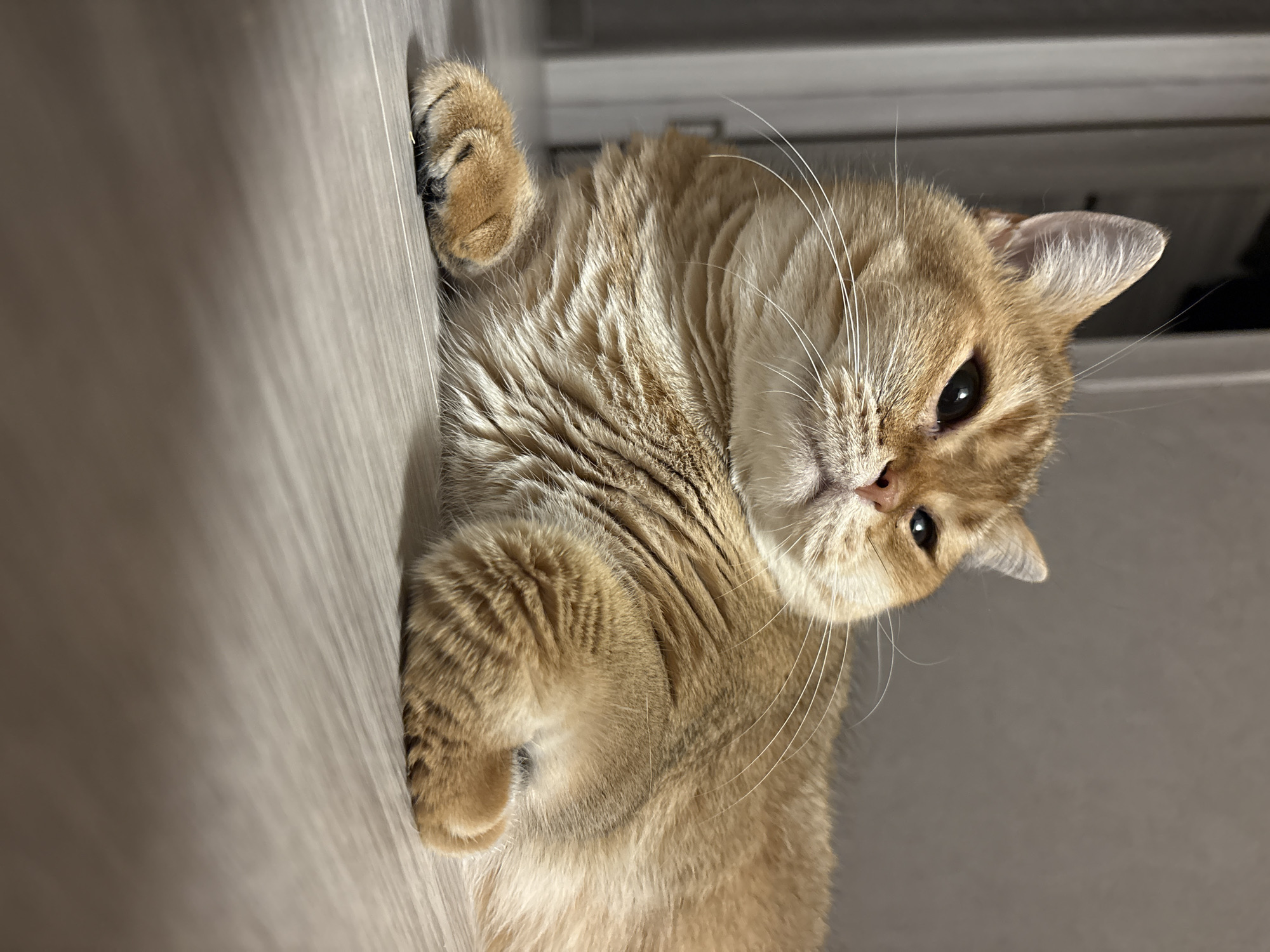 A close-up, low-angle shot captures a ginger cat lying on a light wood-grain floor. The cat is facing left, with its body extending out of frame to the right. Its head is turned slightly, looking off into the distance with a relaxed expression. The cat's fur is a warm ginger color, with darker tabby markings visible on its body and a lighter cream color on its chest and muzzle. Its paws are tucked neatly underneath its body. The background consists of a blurred wall and a vertical element that could be a door or a curtain. The lighting is dim, creating shadows that add depth to the scene. The location is identified as Засечное, Russia.