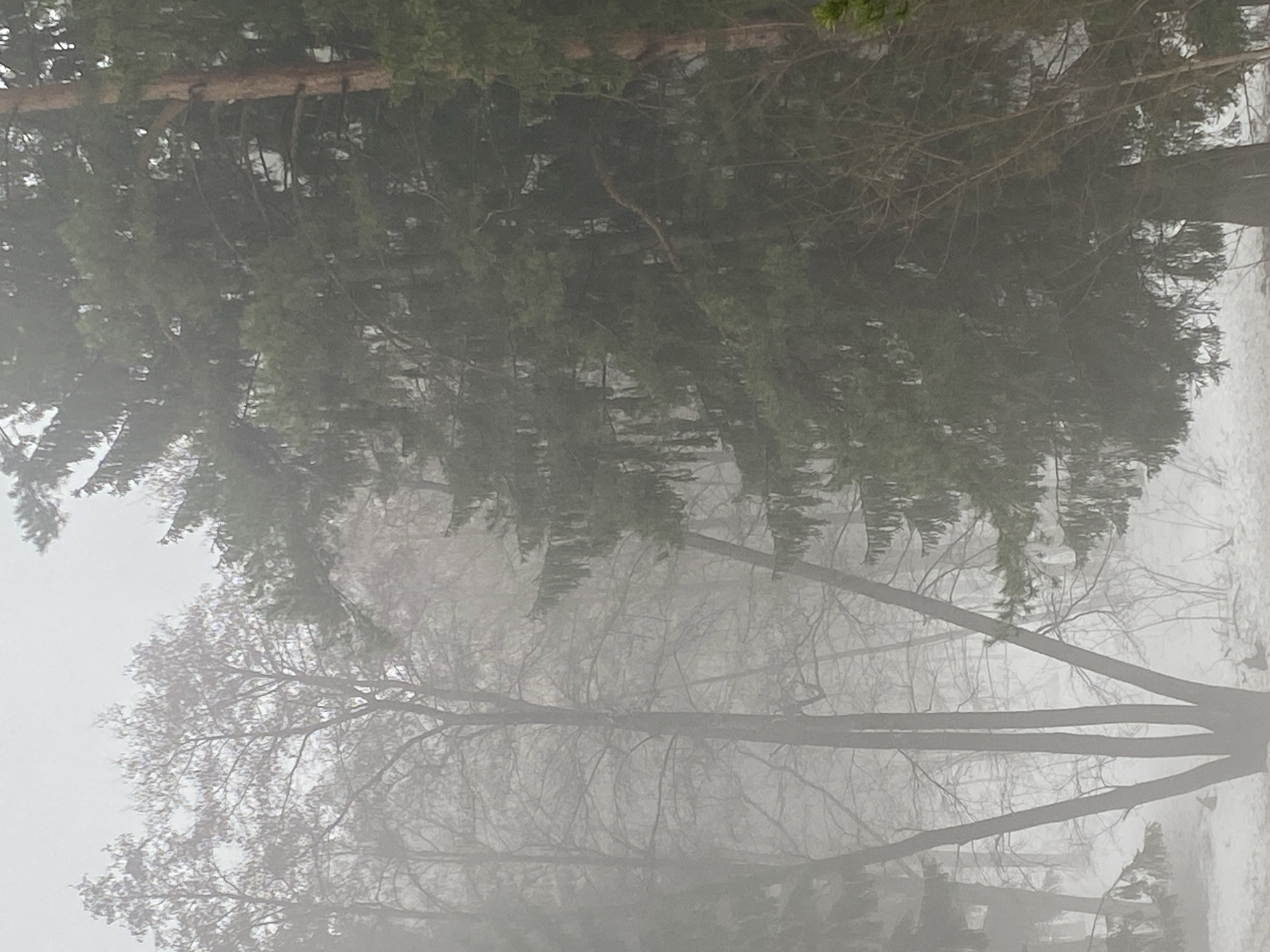The image depicts a foggy, wooded scene. Trees of varying types are visible, including both deciduous trees with bare branches and evergreen trees with dense foliage. The fog obscures the background, creating a muted, hazy atmosphere. Light patches, likely snow, are visible on the ground. The location is Chaikovsky, Russia.