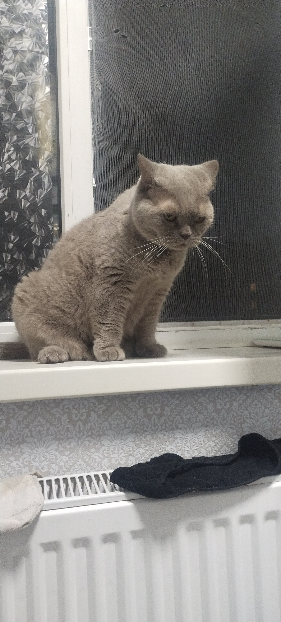A British Shorthair cat with gray fur sits on a white windowsill. The cat is looking down and to its right. The window behind the cat has a screen with several small holes. To the left of the cat, the window has a decorative patterned film. Below the windowsill, a white radiator is visible with a black sock and a white cloth lying on top of it. The scene is indoors, likely in a residential setting, in Pisochyn, Ukraine.