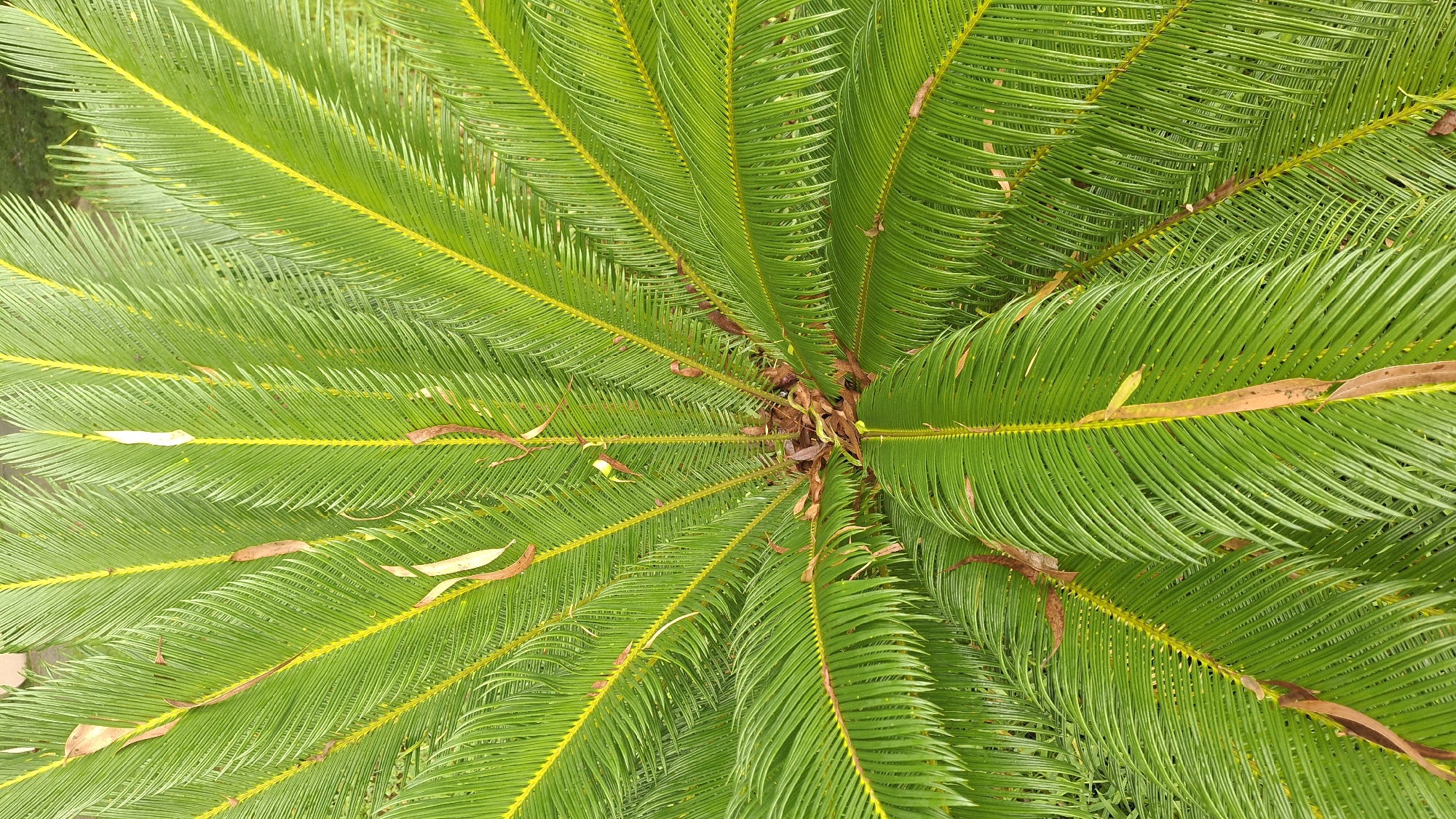 An overhead, close-up shot focuses on the vibrant green, feathery fronds of a sago palm, a plant species commonly found in botanical gardens or private yards in the city of Shekvetili, Georgia. The fronds radiate outwards from a central brown core, revealing a symmetrical, starburst pattern. Each frond is lined with numerous thin, linear leaflets, and a bright yellow vein runs down the center of many of them. Occasional dry, brown leaf fragments are interspersed among the healthy green foliage, hinting at the plant's natural growth cycle. The background is softly blurred, suggesting a natural outdoor environment, possibly a park or garden. No people or animals are visible in the frame.