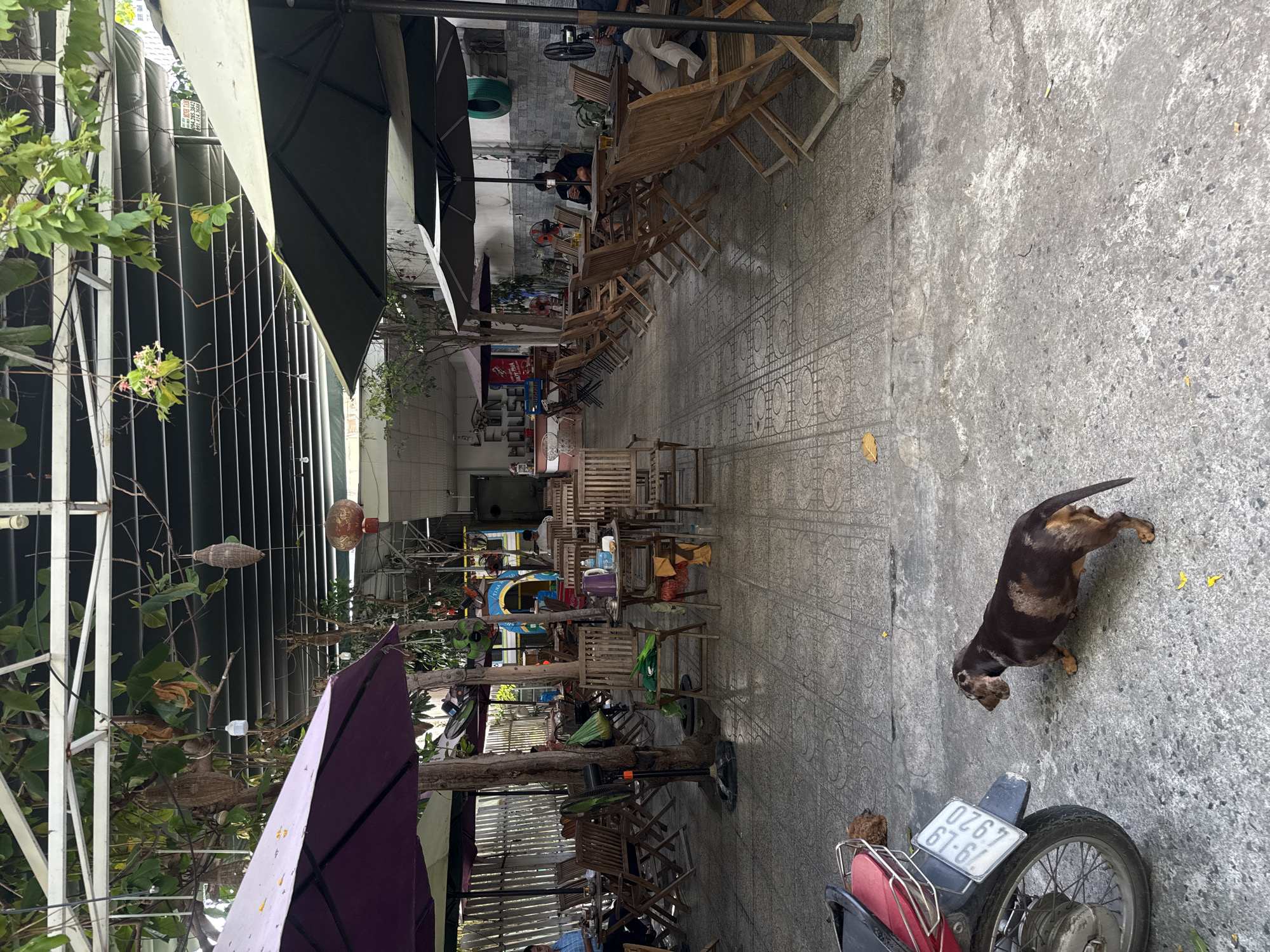 The image depicts an outdoor seating area of a cafe, likely located in Nha Trang Ward, Vietnam, judging by the presence of what appears to be a license plate with Vietnamese characters. The scene is characterized by numerous wooden tables and chairs arranged on a tiled patio, shaded by large umbrellas and a covered awning. Foliage from trees hangs overhead, contributing to the outdoor ambiance. Several people are visible, some seated at tables, while others are obscured from view. A red motorcycle is parked in the foreground on the left side of the image. A dachshund dog with a dappled coat is walking on the patio near the motorcycle. The overall environment suggests a relaxed, casual atmosphere, typical of a cafe setting.