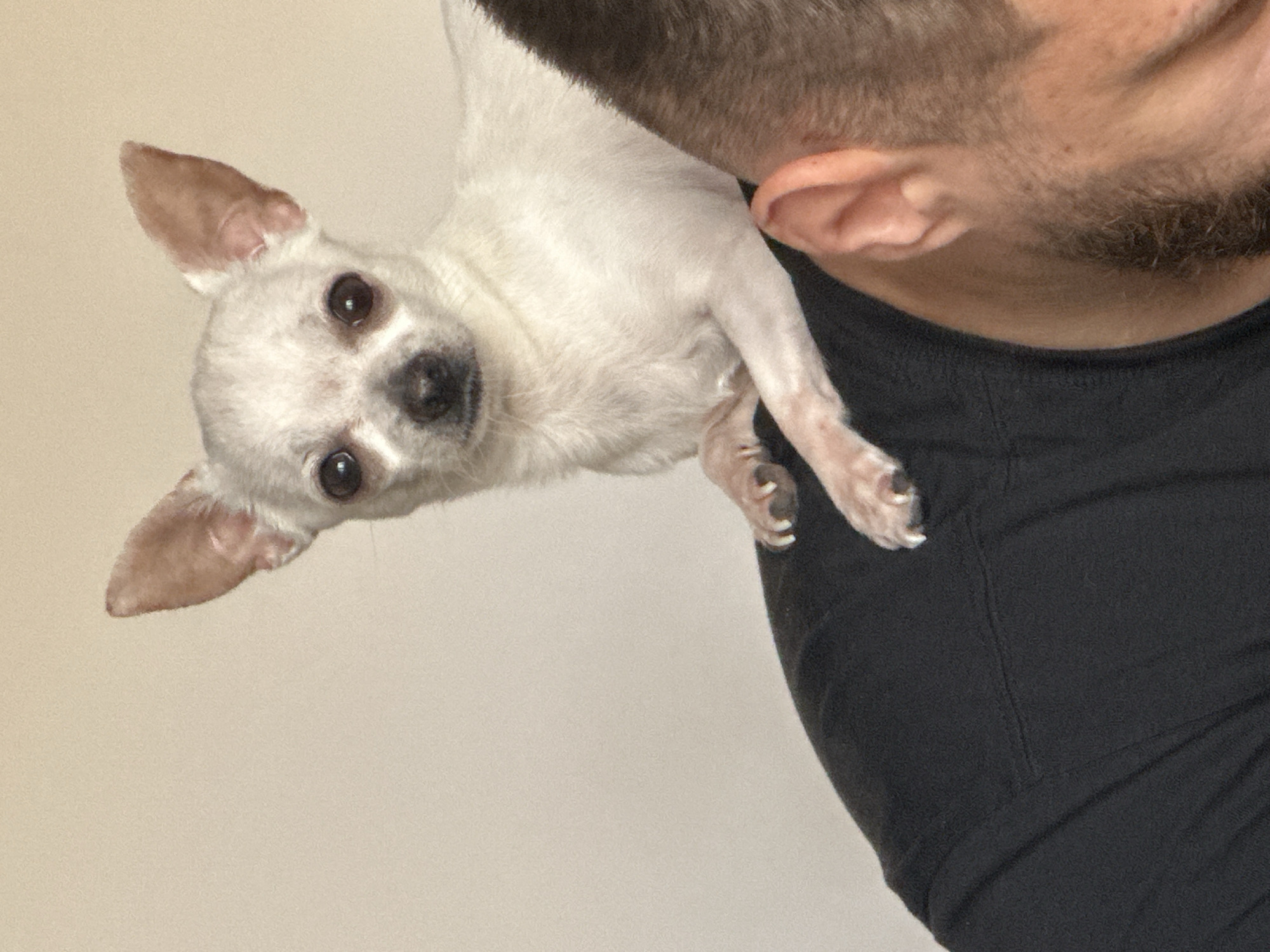A close-up, angled shot depicts a white Chihuahua perched on the shoulder of a person wearing a black shirt. The person has short brown hair and a beard, with a visible ear. The dog is looking towards the camera with a curious expression. The background is a plain, light wall. The location in Skala, Bulgaria is unknown from the image provided.