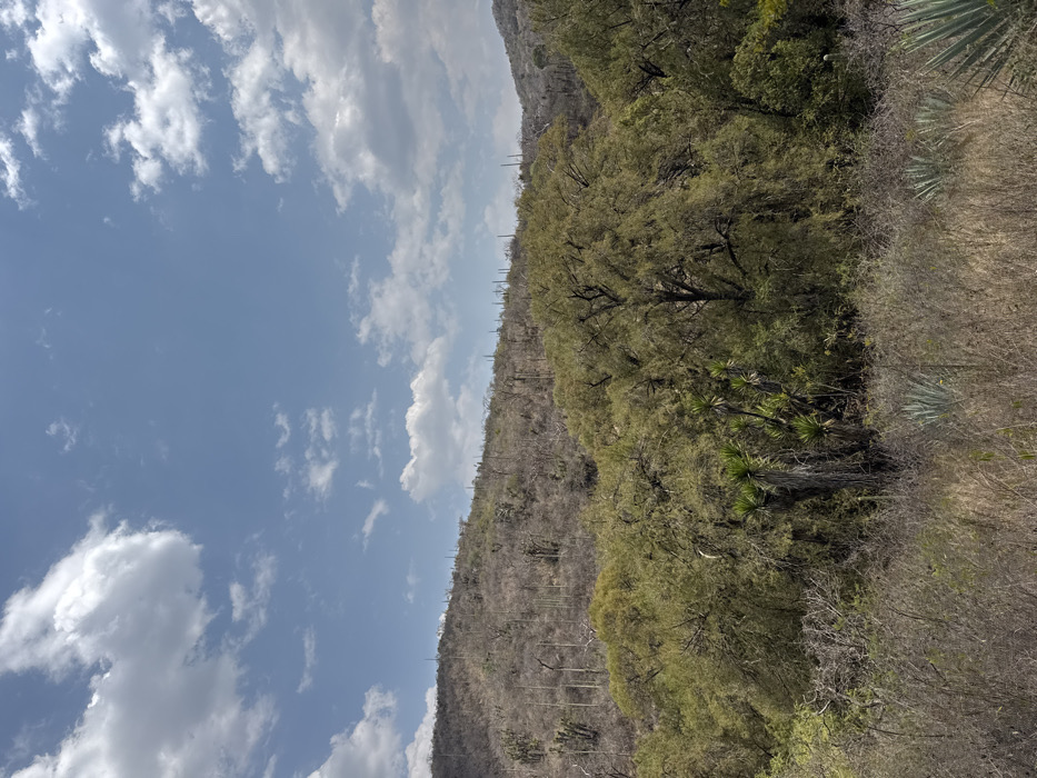 This is a daylight landscape photograph depicting a natural environment in the city of San Miguel Atlapulco, Mexico. The upper portion of the image displays a clear blue sky with scattered white cumulus clouds. Below the sky, the scene is dominated by two distinct hills covered in varied vegetation. The background hill, situated on the upper left and center, exhibits a drier, brownish landscape dotted with numerous tall, slender, columnar cacti and what appear to be leafless or sparsely leafed deciduous trees. In contrast, the midground and lower right feature a dense canopy of mature trees with lush green foliage. The immediate foreground consists of dry, light brown grasses and scrub, among which several spiky, blue-green agave plants are visible. Clusters of yucca plants, characterized by their rosette leaf formations and multiple stems, are interspersed within the greener tree cover. No human subjects, animals, or man-made objects are present in the scene.