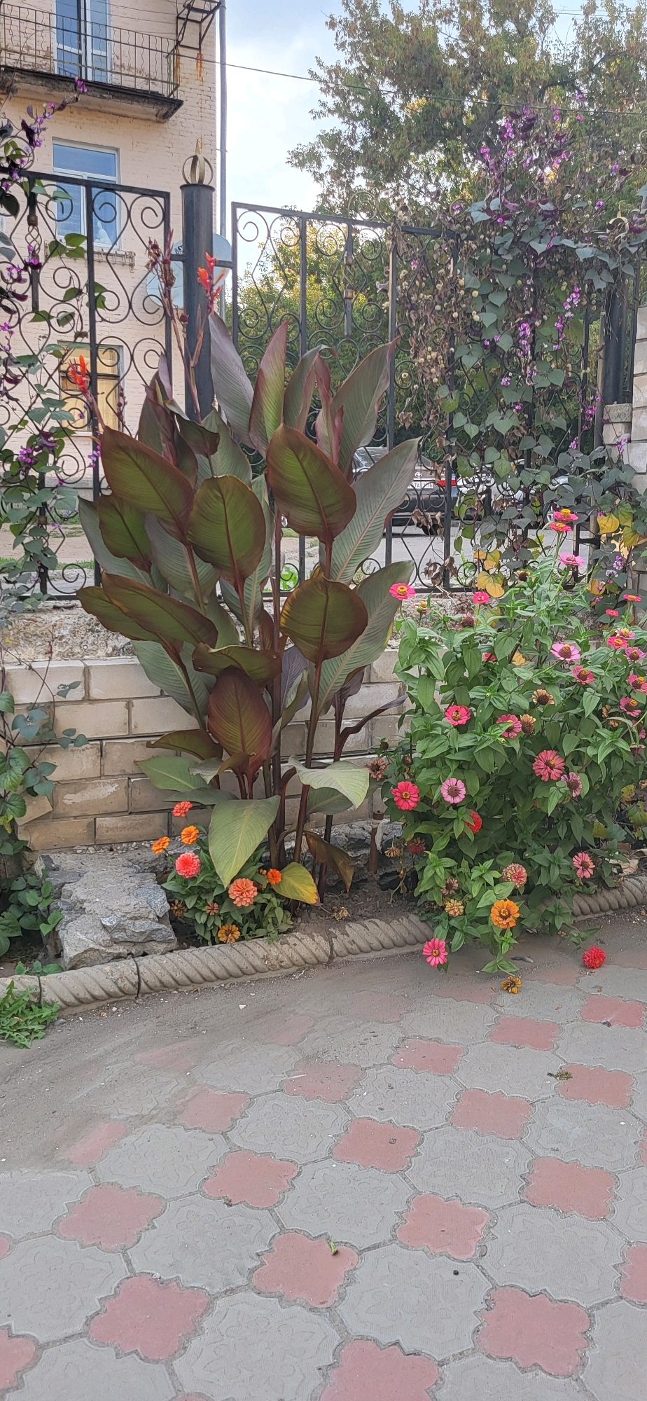 The image depicts a residential exterior scene in Oskemen, Kazakhstan, with a focus on a garden area adjacent to a building and a metal fence. A large Canna lily plant with dark green, reddish-brown leaves dominates the left side of the frame. In front of the Canna lily, a cluster of small, bright orange and pink zinnias are blooming. To the right, a denser bush of pink and red zinnias is in full bloom, with a few scattered orange flowers and some dried seed heads. A decorative metal fence with scrollwork runs across the background, behind which a building with light-colored brickwork and a balcony is partially visible. The fence is also covered in climbing vines with purple flowers and seed pods. A paved pathway, made of interlocking grey and reddish-pink tiles, runs in the foreground. The ground beside the pathway is covered in dirt and gravel, with some green weeds growing along the edge. The overall impression is a well-tended garden space in an urban setting. No people are visible in the image.