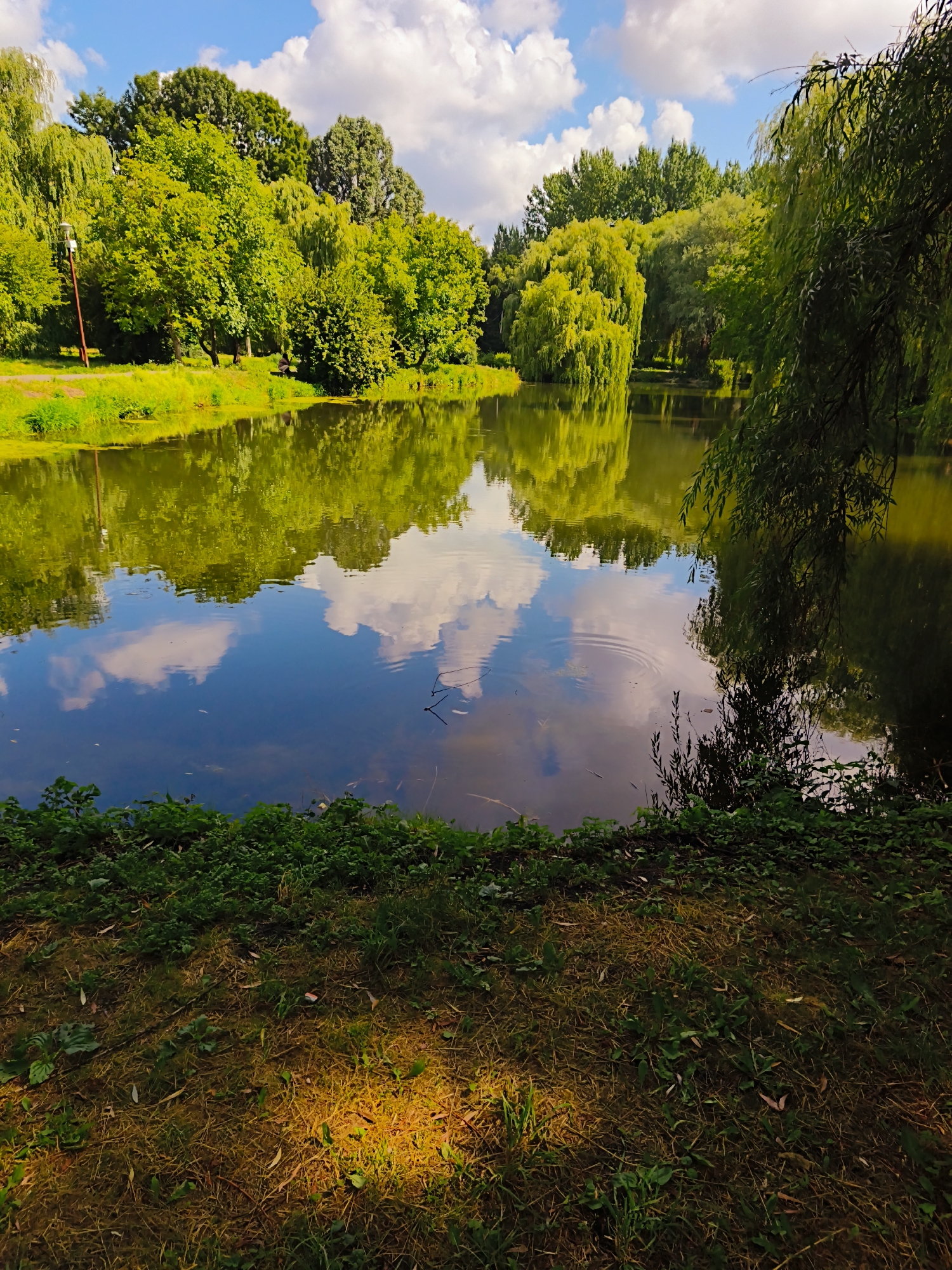 The image depicts a tranquil natural scene featuring a body of water bordered by lush green trees and vegetation. The water reflects the sky, filled with fluffy white clouds against a clear blue backdrop, as well as the dense foliage of the trees. Sunlight dapples the grassy bank in the foreground, highlighting a patch of dry grass with a warm, golden glow. The overall impression is one of peaceful, natural beauty. This scene is consistent with the landscape found around Ternopil Lake in Ternopil, Ukraine, a popular urban park known for its scenic beauty and recreational opportunities. There are no people or animals visible in the image, and no specific actions or interactions are taking place. The environment is a serene park setting.