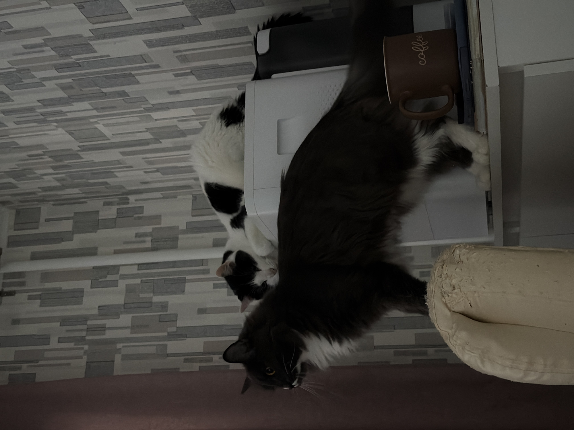 This media file captures an indoor domestic scene, likely a living room or bedroom in Khimki, Russia, featuring two cats. The background displays a wall covered with a patterned wallpaper featuring grey and white rectangular blocks.
The main subjects are two cats, engaged in an interaction on and around a white, box-like appliance, possibly a printer or air purifier, situated on a flat surface. In the foreground, a long-haired black and white cat, predominantly black with white markings on its chest, paws, and face, looks towards the viewer with a curious and alert expression, its mouth slightly open. One of its white paws is visible near a brown mug placed on a shelf above the appliance. Behind this cat, partially visible, is another black and white cat with shorter fur, positioned on or beside the white appliance.
Notable objects include the white appliance, a brown ceramic mug with the word "coffee" embossed in white cursive text on the shelf, and a dark blue object next to the mug. To the right, a light-colored, possibly beige, armrest or cushion is visible, showing significant signs of wear and tear, with large areas of scratched and peeling material, suggesting frequent use by pets. The foreground shows a dark brown or purple surface, possibly part of a sofa or bed.
The cats appear playful and engaged in their activity. The lighting suggests an indoor setting, either daytime or well-lit by artificial sources. The only visible text is "coffee" on the mug.