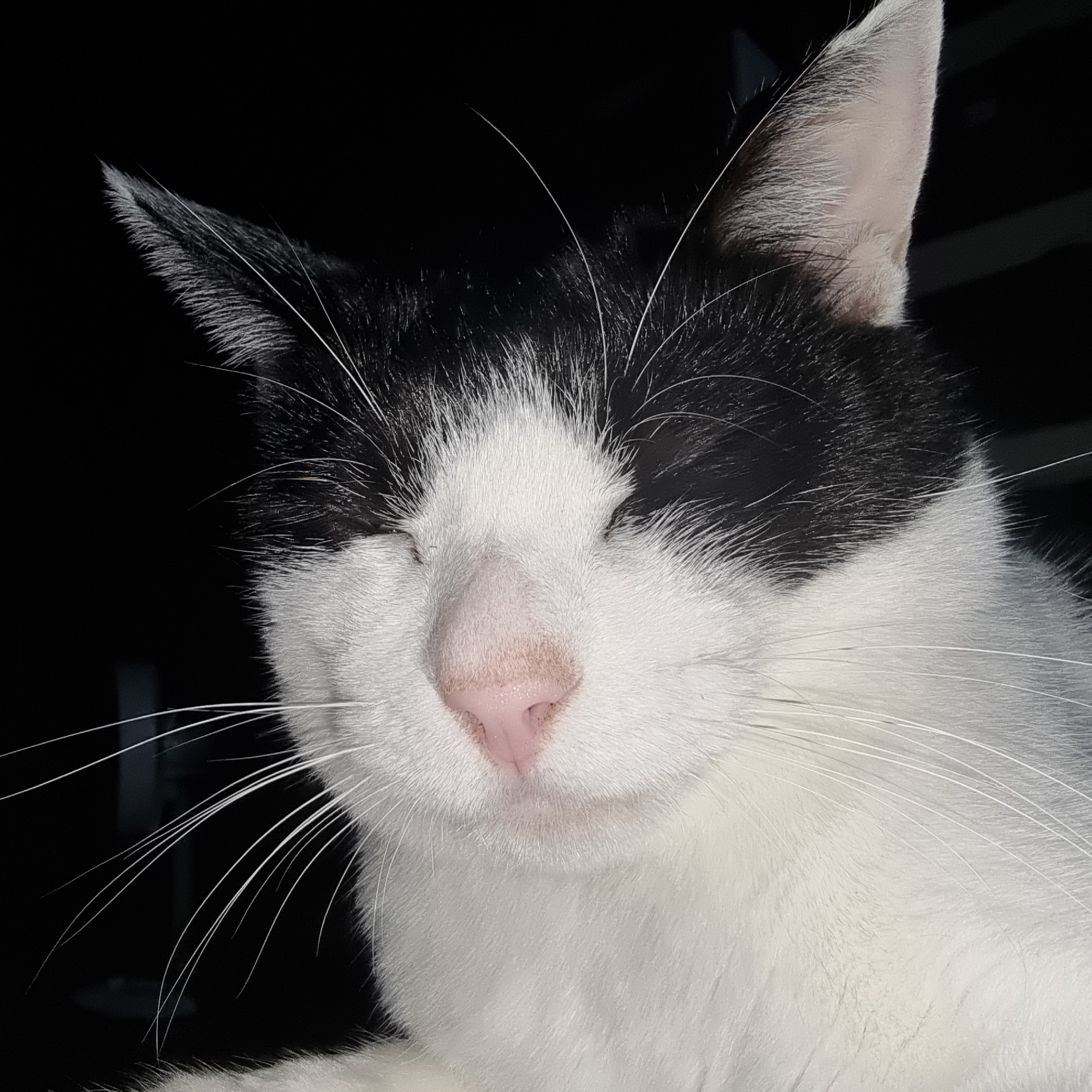 A black and white cat is shown in a close-up, low-angle shot. The cat's eyes are closed, and its pink nose is visible. The cat's fur is short, and its whiskers are long and white. The background is dark and out of focus, suggesting the image was taken in low light conditions. The image does not contain any information about the location in Dunnae-myeon, South Korea.