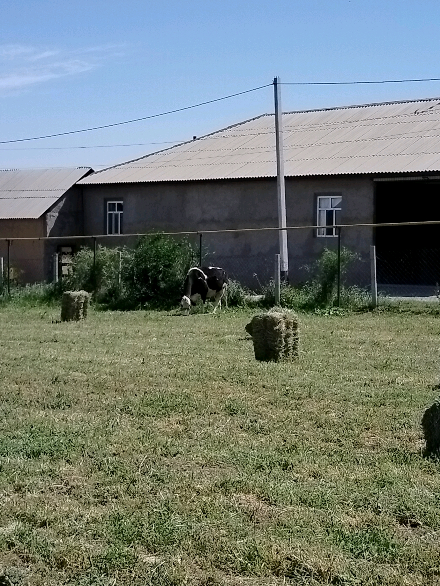 A black and white cow is grazing in a grassy field in front of a long, grey building with a corrugated metal roof. The building has a few windows and what appears to be a large opening on the right side. A wire fence runs along the front of the building. Two square bales of hay are in the foreground. The sky is blue with a few wispy clouds. The sun appears to be shining, suggesting it is daytime. The overall scene depicts a rural farm setting.