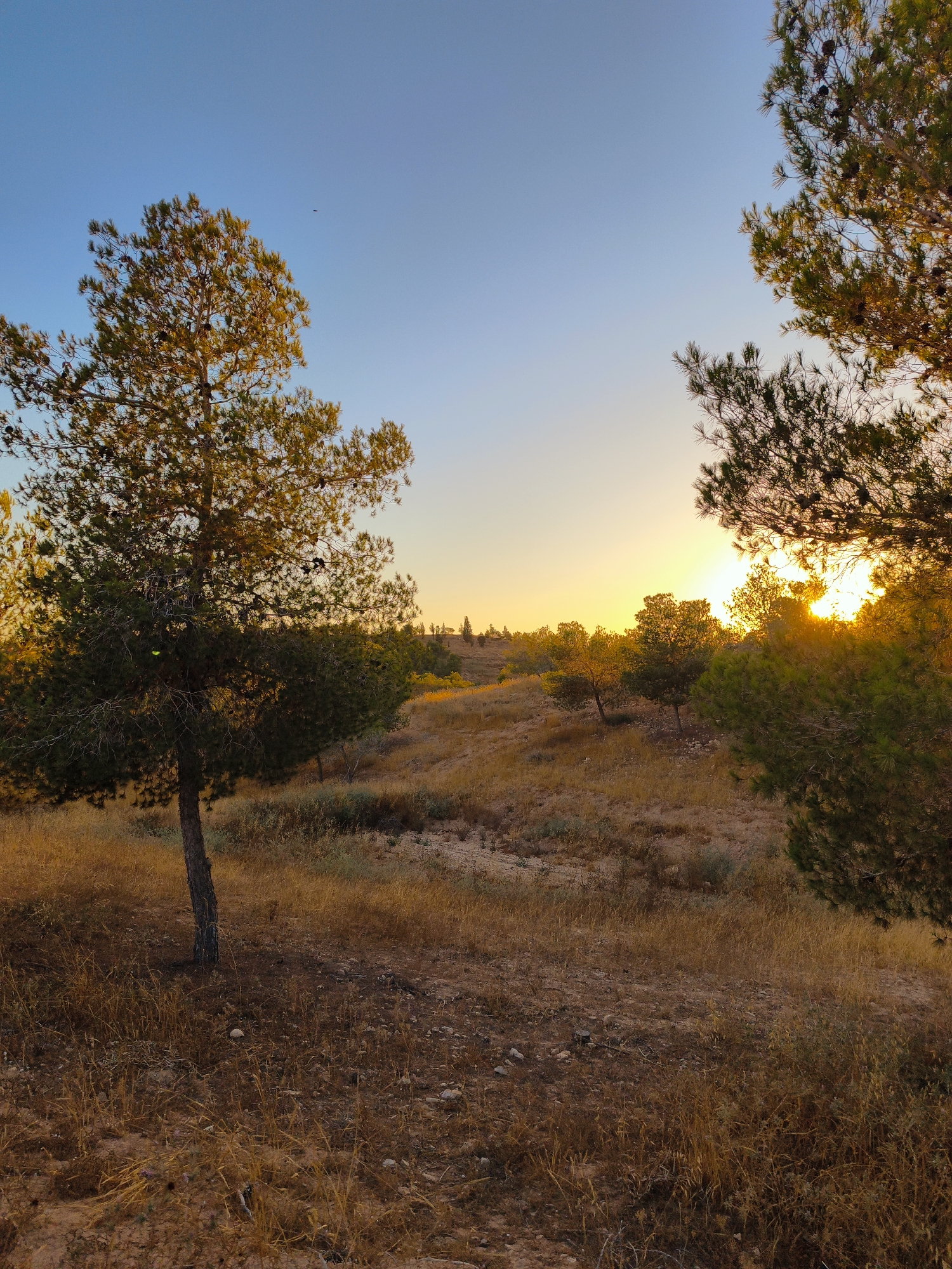 This image depicts a scene in the Be'er-Sheva National Park in Be'er-Sheva, Israel, during sunset. The sky is clear and transitions from a deep blue at the top to a soft yellow and orange near the horizon. In the foreground, dry, golden grass covers a sloping, sandy terrain with scattered rocks. A thin tree trunk with sparse green foliage stands prominently on the left. To the right and in the mid-ground, more trees with dense green foliage are visible. The sun, partially obscured by the trees in the mid-ground, casts a warm, golden light across the landscape, highlighting the dry vegetation and illuminating the branches of the trees. The overall impression is one of a natural, arid environment bathed in the warm glow of the setting sun.
