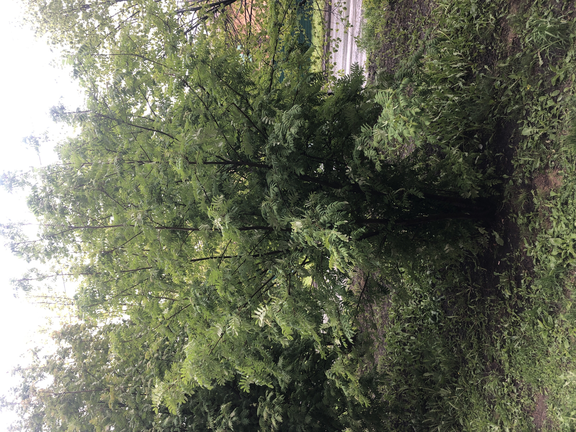 The image shows a tree with dense green foliage, possibly located in a park or green space. The ground beneath and to the side of the tree is covered with lush undergrowth, suggesting a damp environment. In the background, there's a glimpse of a fence and what might be a road or building, indicating an urban setting. The location is indicated to be in the city of Unknown, Unknown.