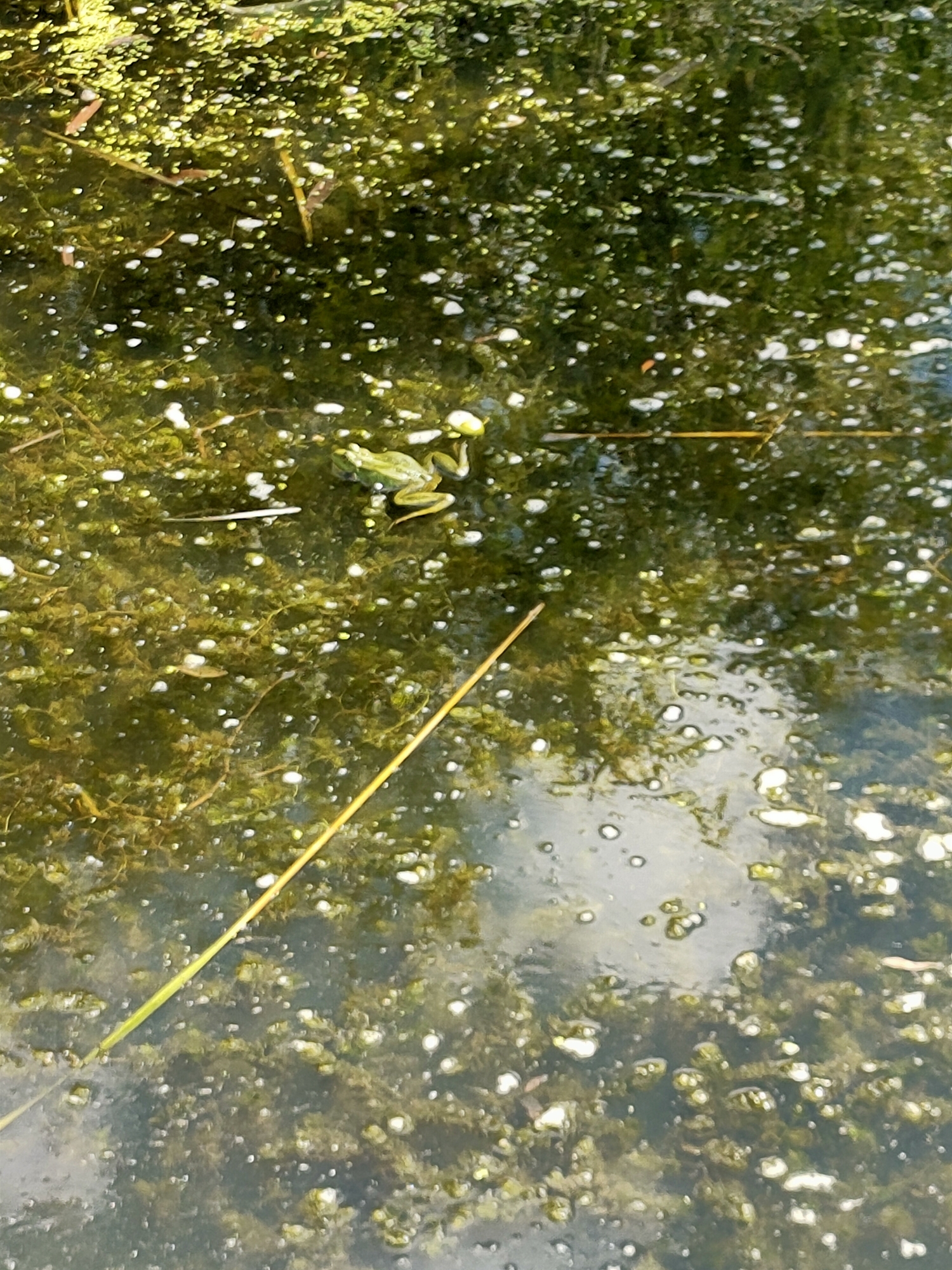 The image displays a close-up, overhead view of a body of water, likely a pond or marsh, with a significant amount of green algae and white foam on the surface. A single green frog is visible, positioned on the algae in the upper right quadrant of the frame, facing left. A long, thin, yellow reed or stalk extends diagonally across the water from the lower left to the upper right, partially submerged. The water appears murky and reflects the sky in some areas, creating lighter patches. The setting is consistent with natural environments found in rural or park areas, such as those that might be present in or around Nosivka, Ukraine. There are no people or other visible living creatures.
