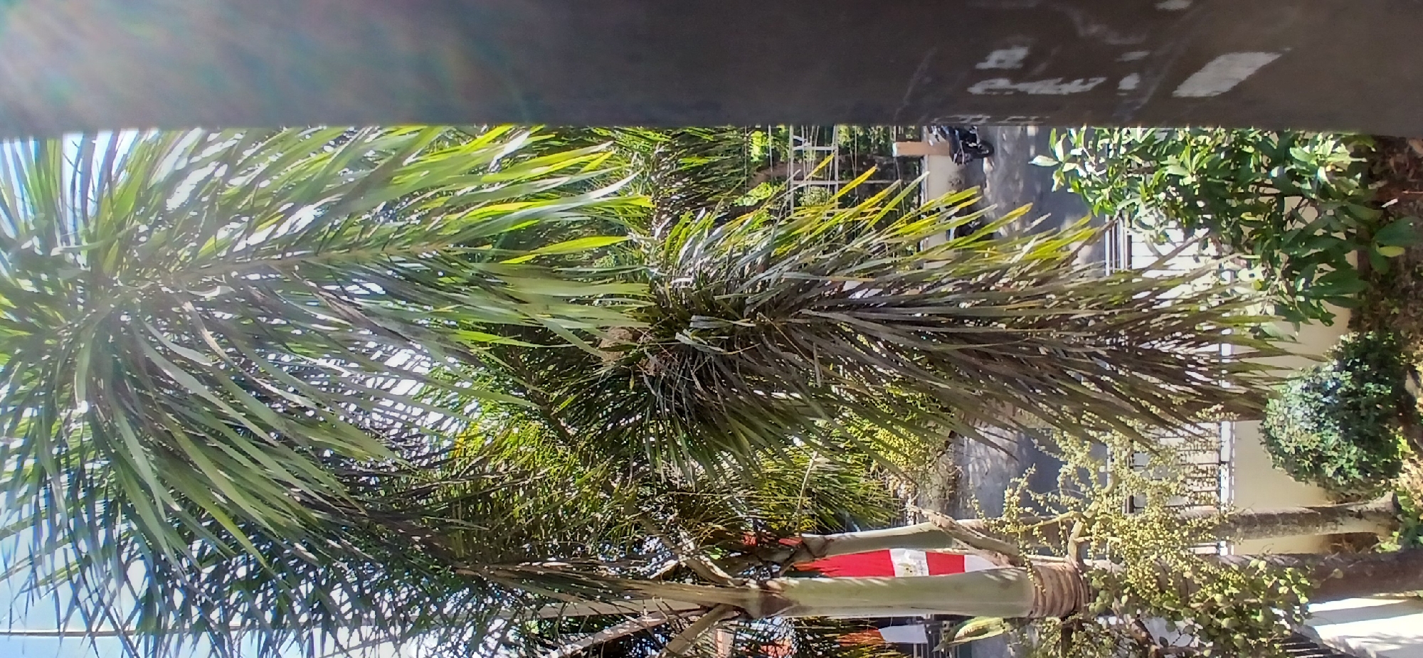 This image depicts a sun-dappled outdoor scene, likely in Pejaten, Indonesia, featuring lush tropical foliage. The foreground is dominated by the fronds of palm trees, with sunlight filtering through their leaves, creating bright highlights and shadows. In the background, a street is visible, with a motorcycle parked on its side and a white fence. A small, green bush is also present in the lower right portion of the frame. The overall impression is one of a warm, tropical environment.