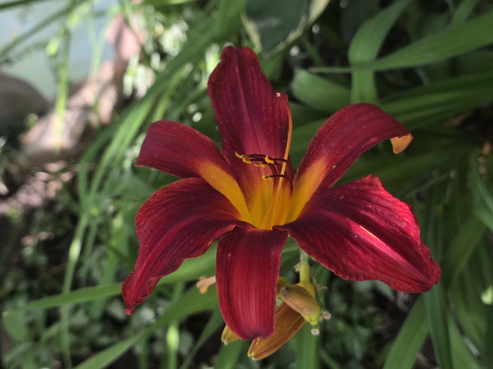 A close-up, eye-level shot captures a vibrant, dark red daylily with yellow accents at its center, set against a backdrop of blurred green foliage. The flower, which dominates the frame, is fully bloomed with six ruffled petals. The outer edges of the petals are a deep, rich red, transitioning to a bright yellow near the flower's throat. Prominent dark purple stamens tipped with yellow pollen are visible in the center. To the left of the main bloom, two unopened flower buds, tinged with a lighter orange-brown, are partially obscured by the petals. The surrounding environment is lush with green leaves and stems, suggesting an outdoor garden setting. The lighting indicates it is daytime, with sunlight casting shadows and highlighting the textures of the flower petals. The scene is devoid of any human presence or recognizable urban or rural landmarks.