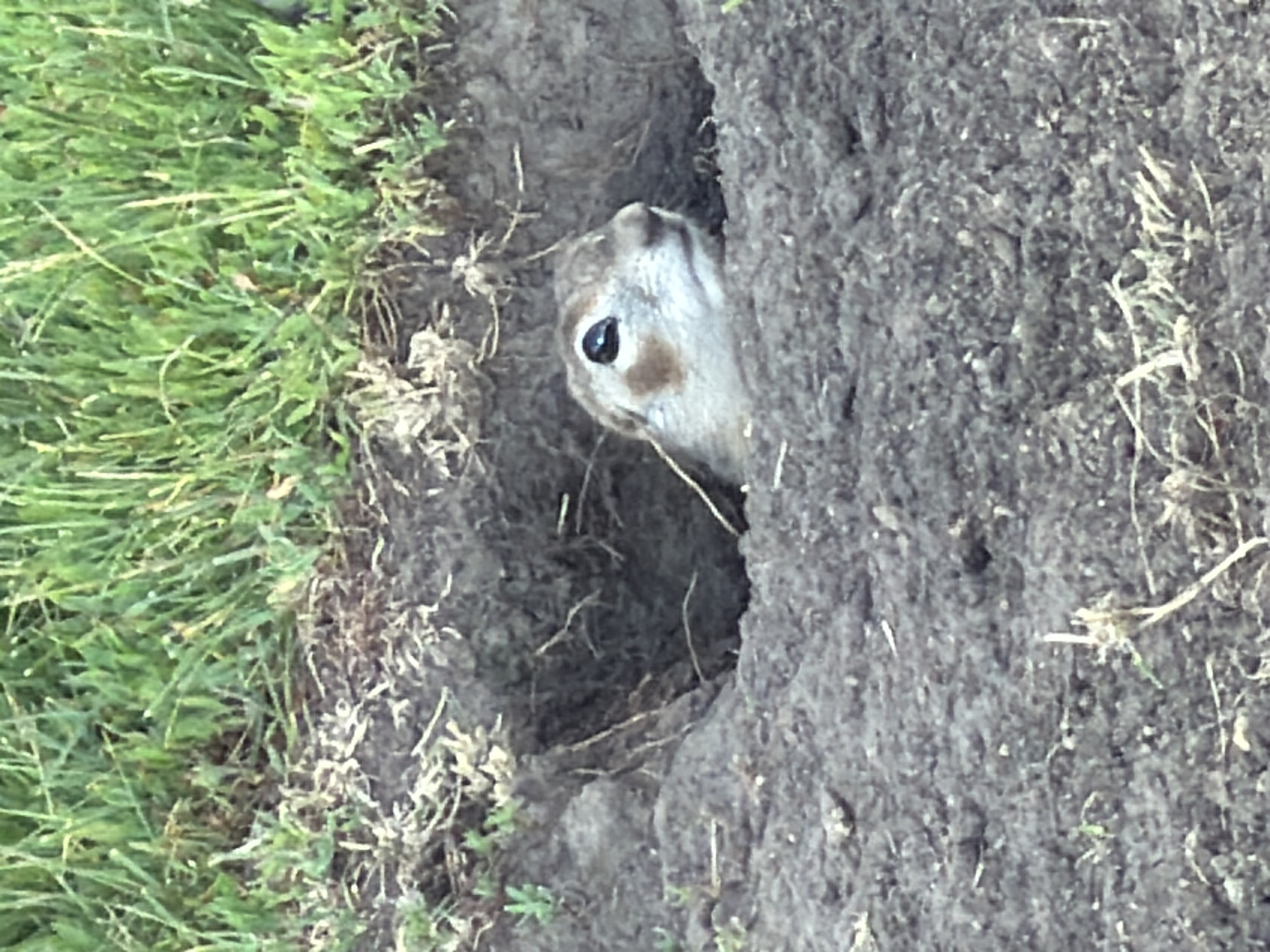 A ground squirrel peeks out of its burrow, its head and shoulders visible. The burrow is dug into dark soil, surrounded by dry grass and green vegetation. The ground squirrel has light brown fur with darker markings around its eyes and a small dark nose. Its eyes are dark and appear to be looking to the right of the frame. The surrounding environment is natural and appears to be outdoors, possibly in a rural or park-like setting within the city of Zelenyi Dol, Russia.