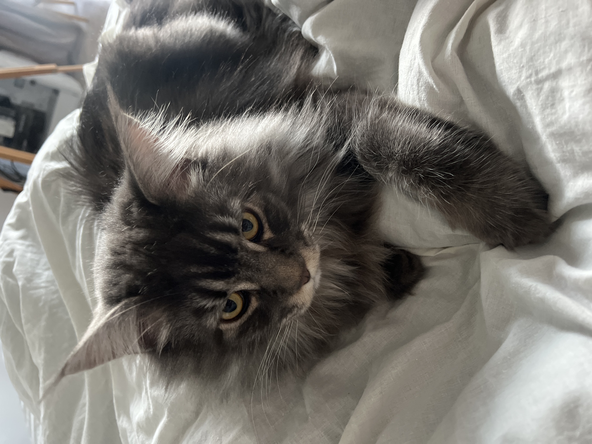 A gray, long-haired cat with yellow eyes lies on a white wrinkled sheet. The location is not indicated in the image and there is no way to deduce it as being in Ternopil, Ukraine.