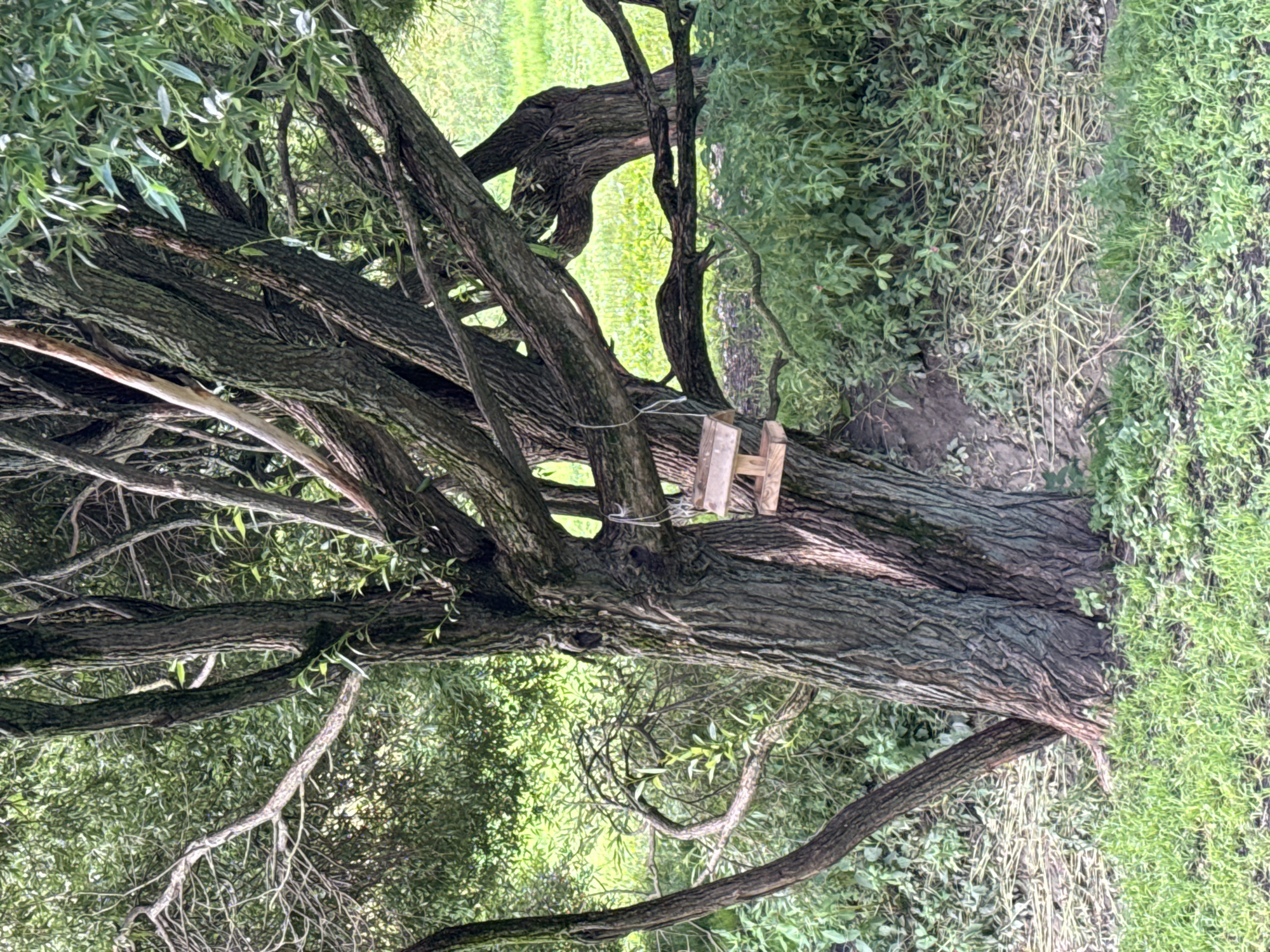 An outdoor, eye-level, medium shot captures a rustic scene dominated by the gnarled trunk and branches of a large tree. Hanging from a branch by a thin string is a simple, unfinished wooden bird feeder. The tree is situated in a verdant environment, with lush green grass in the foreground and a dense backdrop of foliage and other trees. The ground around the base of the tree is covered in dry leaves and twigs. The overall impression is one of a peaceful, natural setting, possibly a park or garden. There are no people or animals visible in the frame. The image does not provide any specific geographic markers that would allow for definitive identification of its location within Sinyavino, Russia.