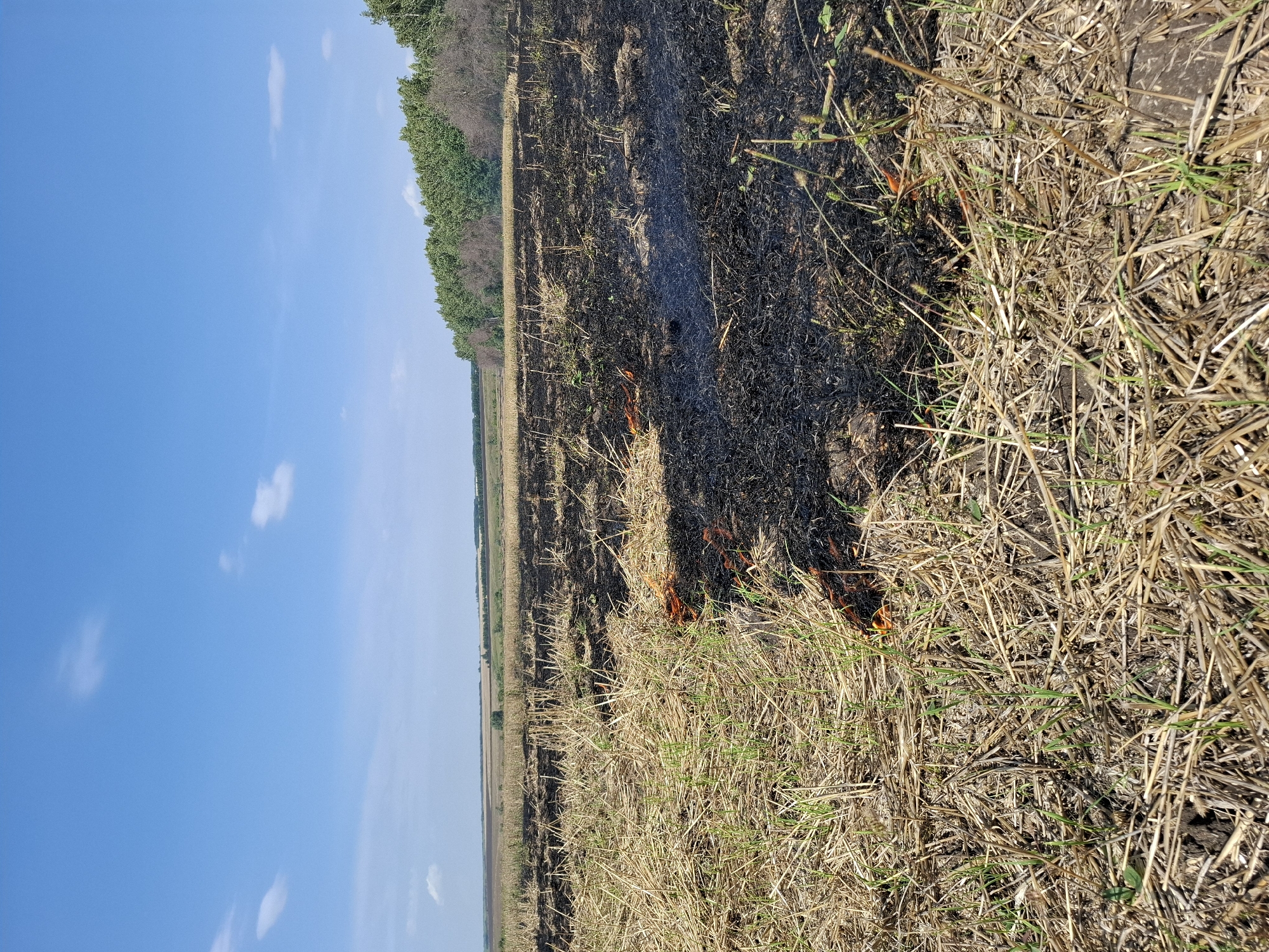 The image depicts a rural landscape under a bright blue sky with scattered white clouds. In the foreground, a field of dry, golden straw is visible, with patches of dark, burnt residue indicating a recent fire. Small green shoots of new growth are emerging from the scorched earth. The fire appears to be smoldering in some areas, with visible flames in the lower left portion of the frame.
In the middle ground, the field continues, with more areas of burnt land. A line of lush green trees forms a dense border along the far edge of the field, separating it from a distant, undulating landscape of fields and light vegetation. The horizon is clear, and no structures or people are visible in the image. The overall impression is one of a rural setting in Malye Kopeny, Russia, undergoing a cycle of burning and regrowth.