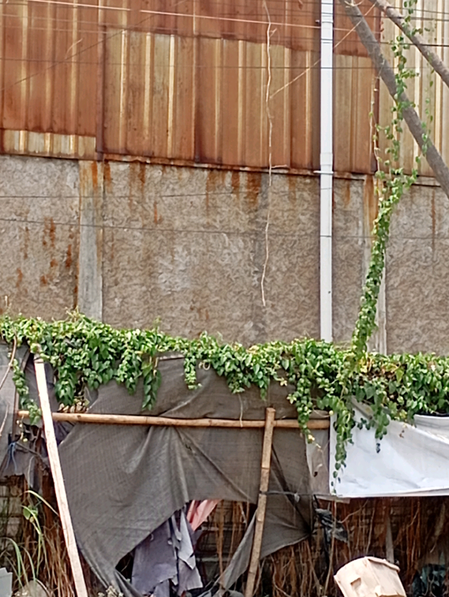The image depicts an outdoor scene in Babelan, Indonesia. In the background, there is a rusty, corrugated metal wall and a lighter, textured wall above it. Green vines are growing along the top of a lower structure, which is partially covered by a dark gray tarp supported by bamboo poles. Several thin, dry branches extend from the right side of the frame, with a single vine climbing upwards on one of them. In the foreground, the lower part of the scene shows more of the tarp, some dry grass, and a cardboard box. The overall impression is one of an unkempt or semi-abandoned area.
